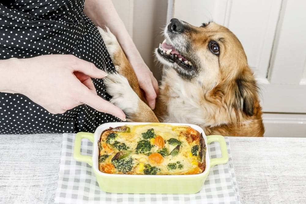 daily-wag-top-5-dog-friendly-muffin-recipes-for-the-holidays-hero-image