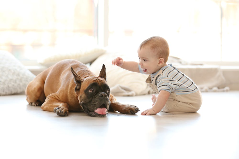 daily-wag-preparing-your-dog-for-a-new-baby-hero-image
