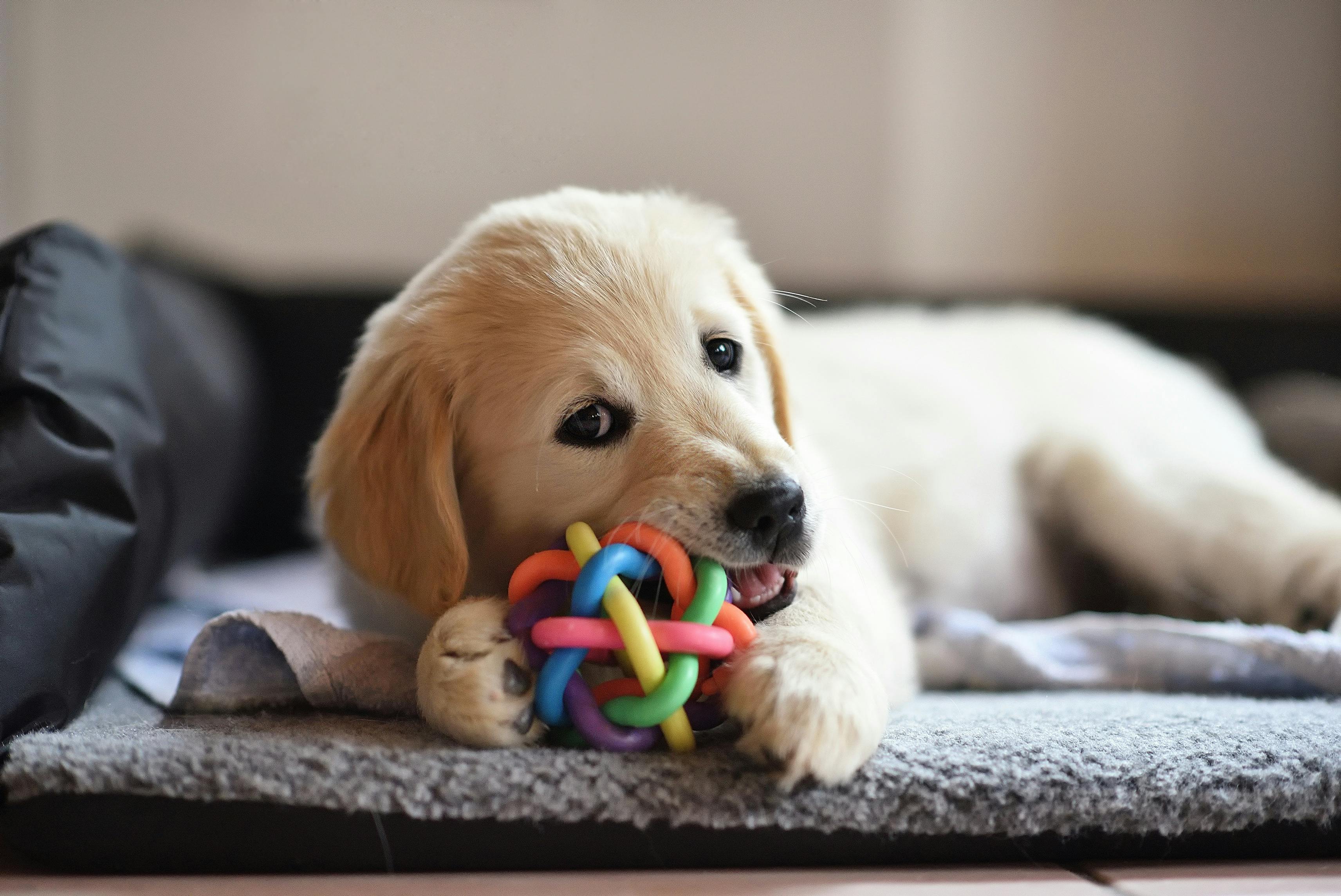 DIY: 9 Neat Ideas to Turn Your Dog's Dog Treats into Toys