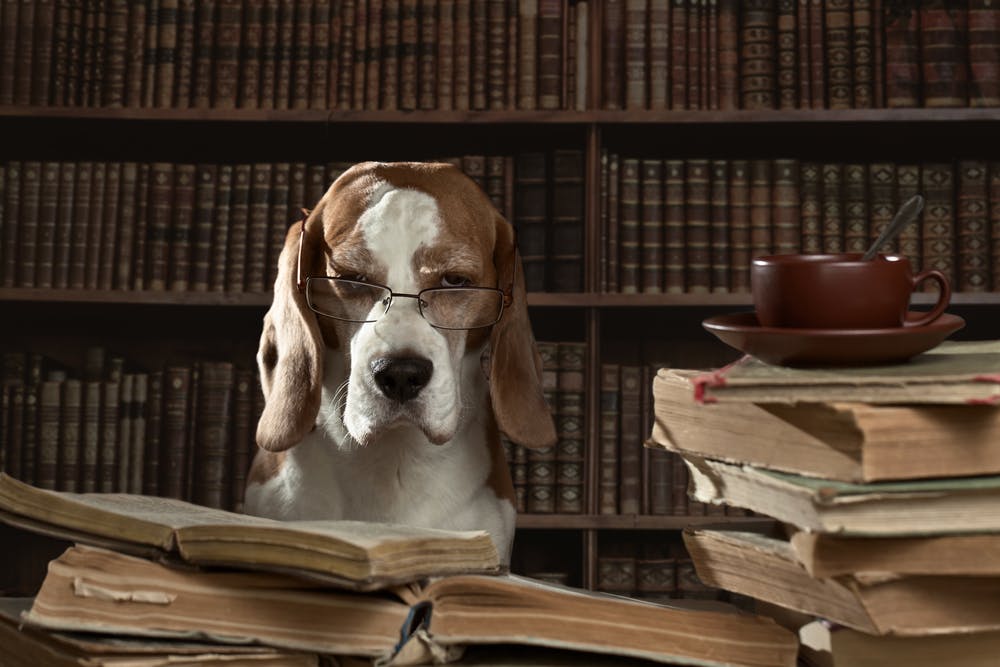 daily-wag-our-favorite-book-recs-for-gifting-for-dog-lovers-hero-image