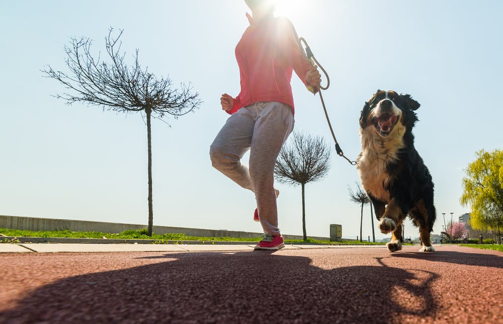 daily-wag-is-running-or-dogging-safe-for-dogs-hero-image