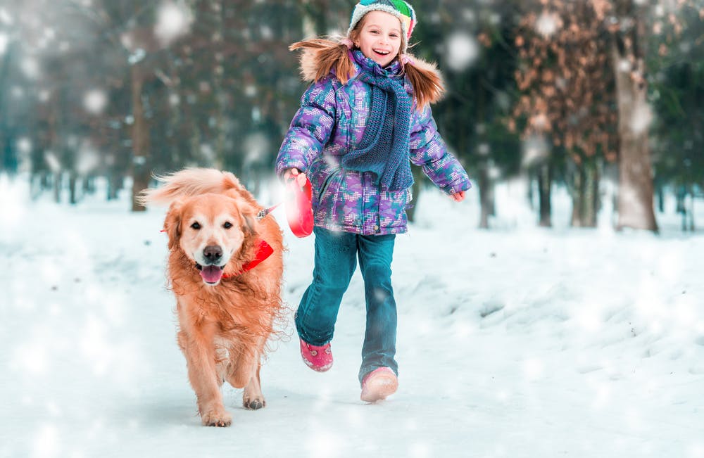 daily-wag-dog-walking-10-tips-for-braving-extreme-weather-conditions-for-your-dogs-this-winter-hero-image