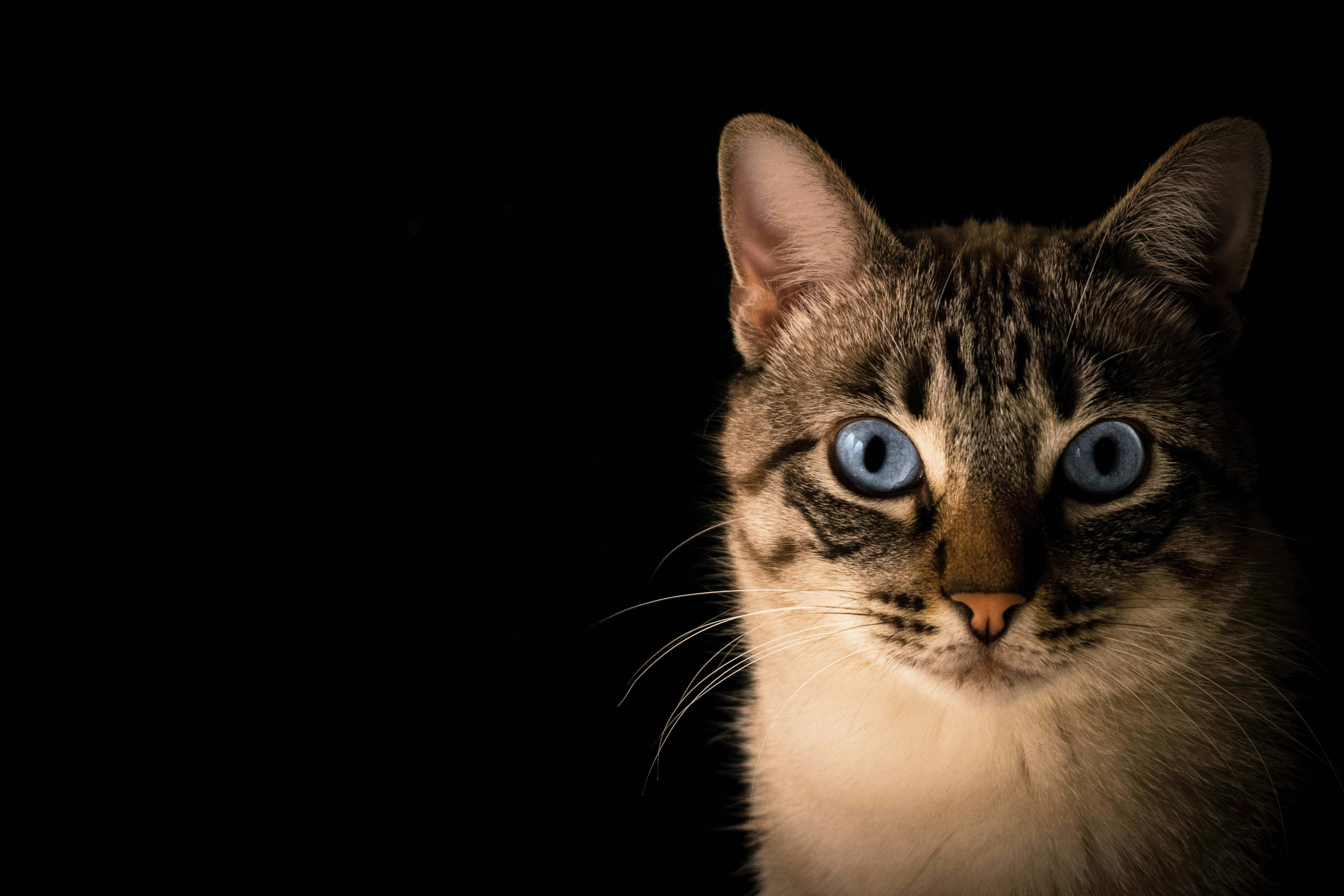 daily-wag-de-mystifying-these-8-unusual-nocturnal-behaviors-in-cats-hero-image