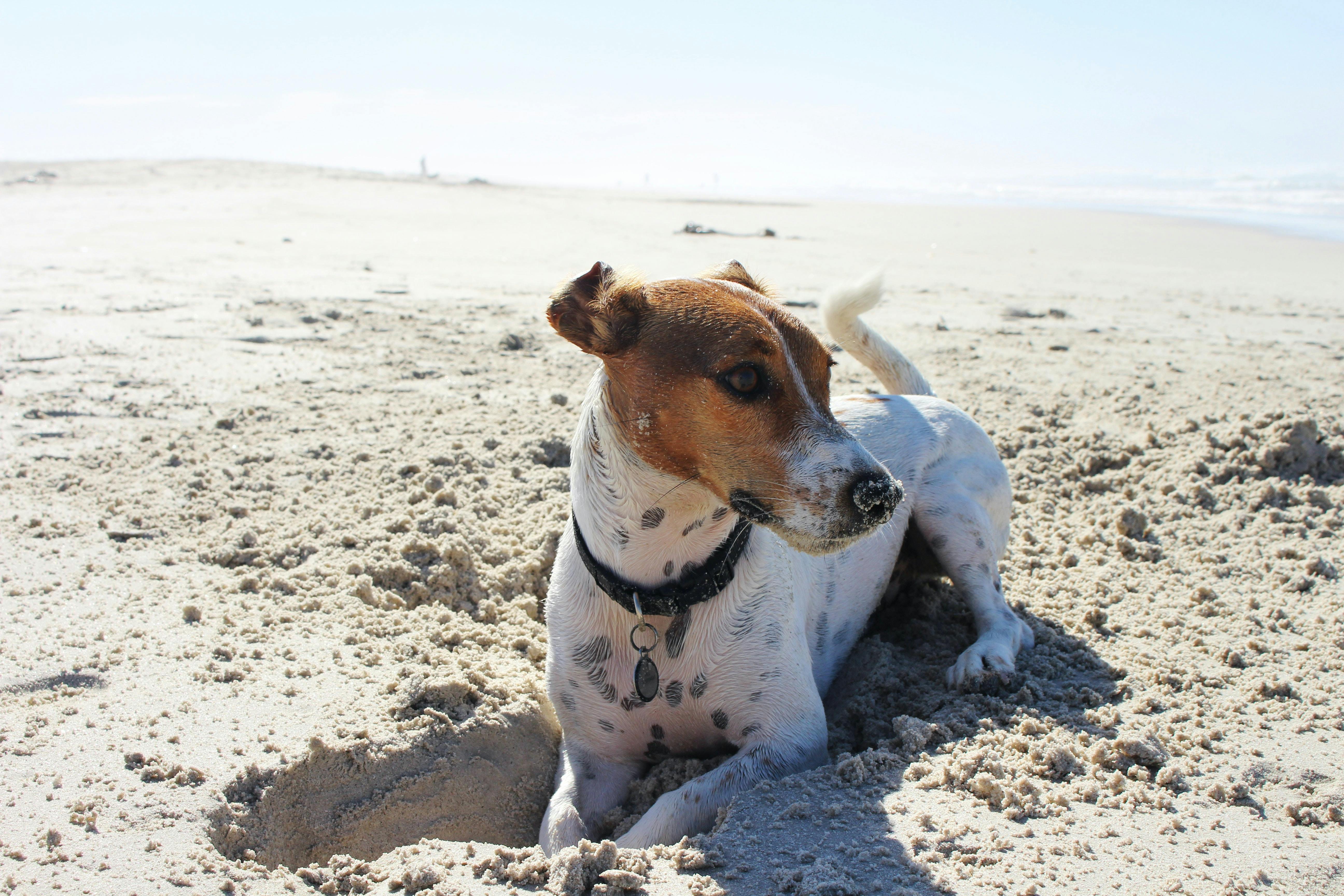 daily-wag-9-helpful-tips-on-dog-walking-on-the-beach-hero-image