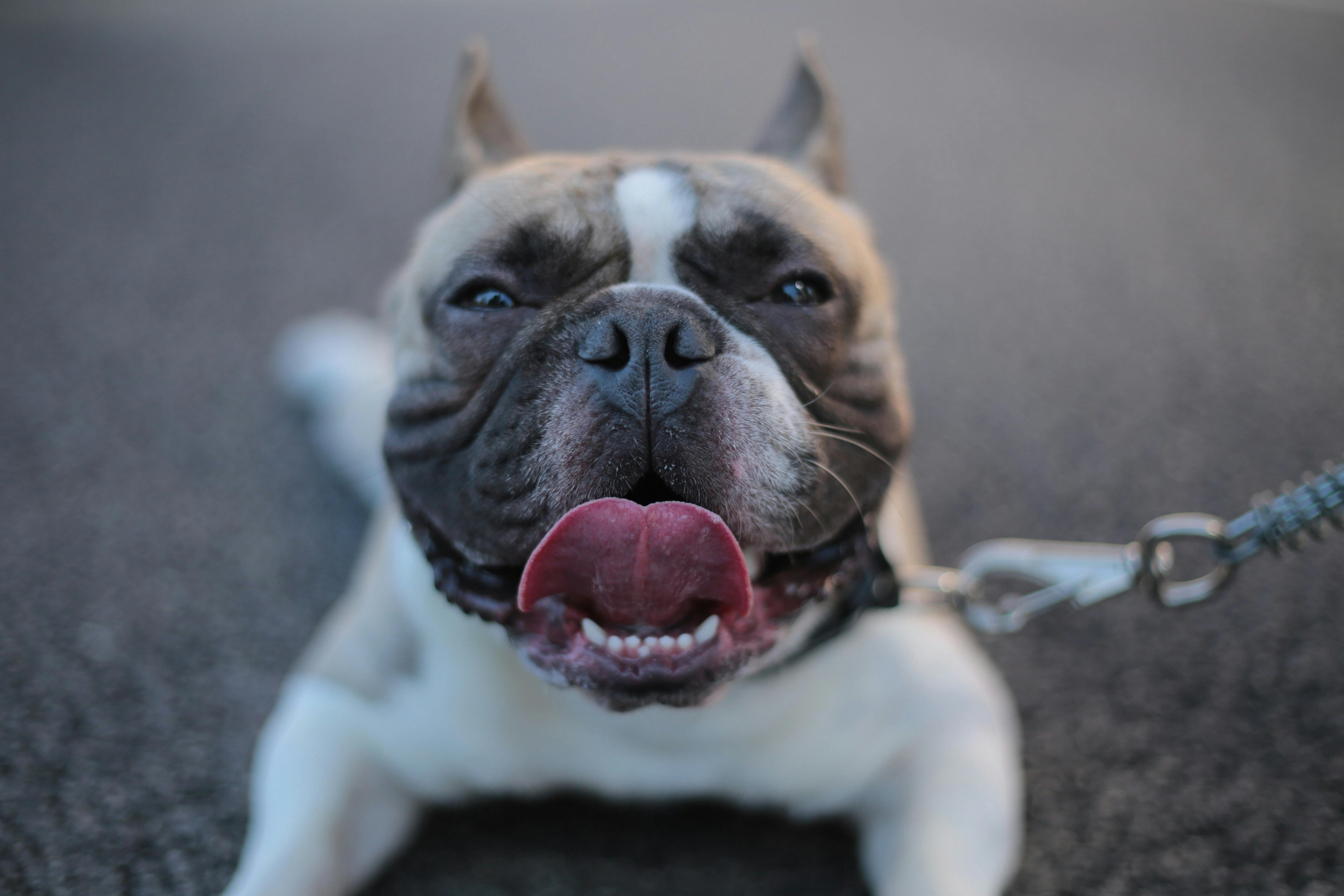 Dangerous dog breeds: Why are pit bull-like dogs controversial? - Vox