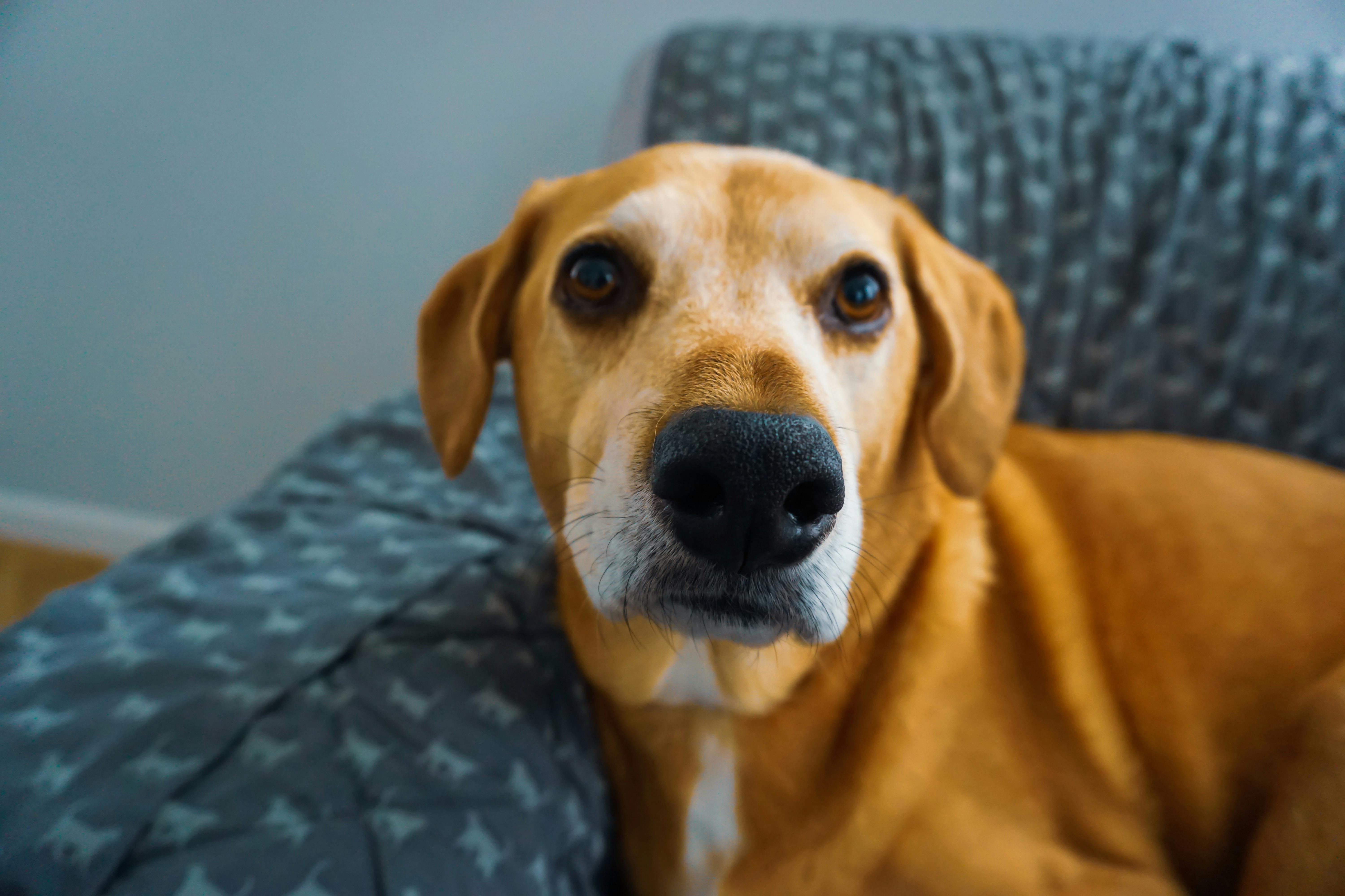 Is My Dog Bored? 6 Signs To Check For