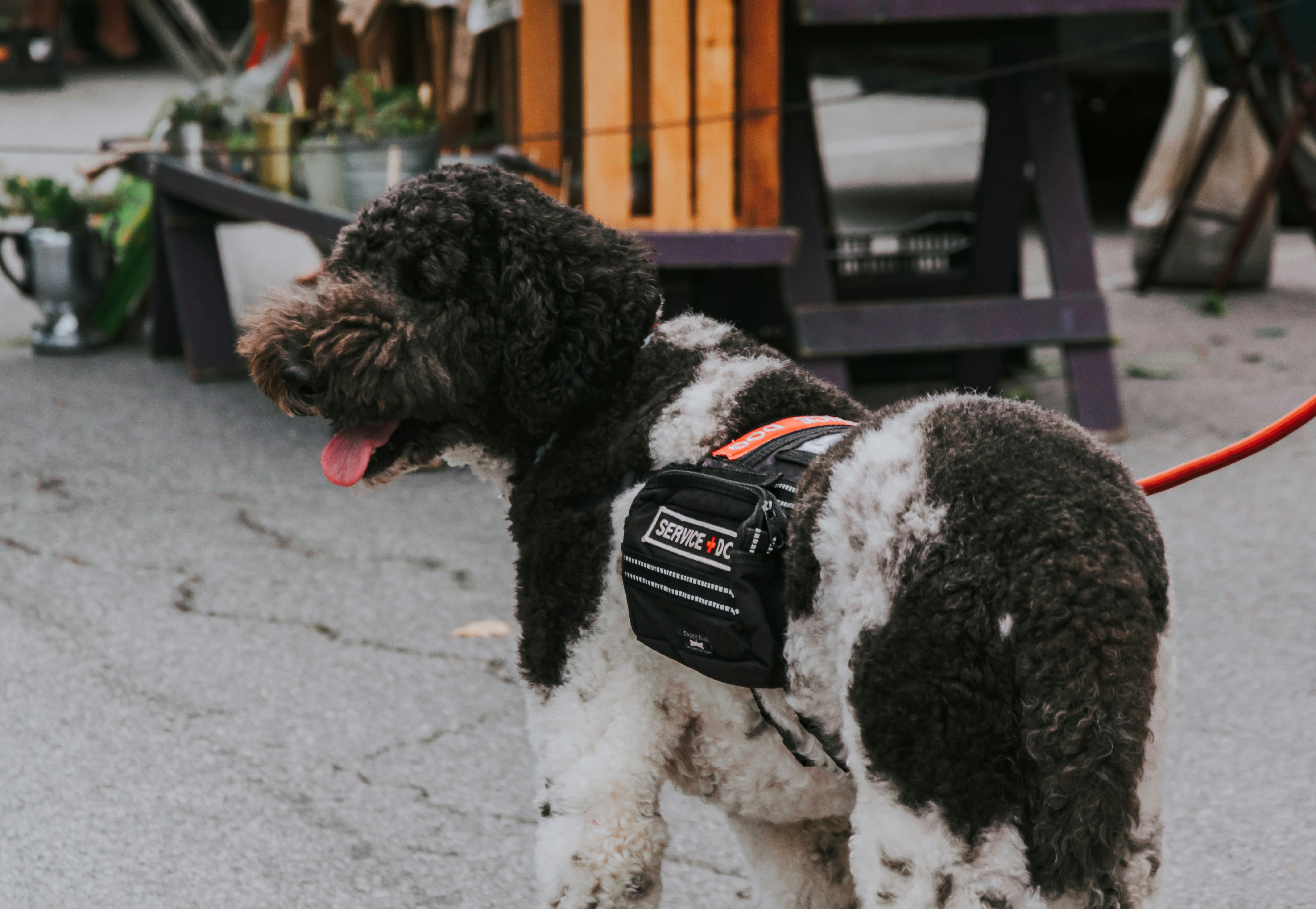 How a Medical Service Dog Can Help You