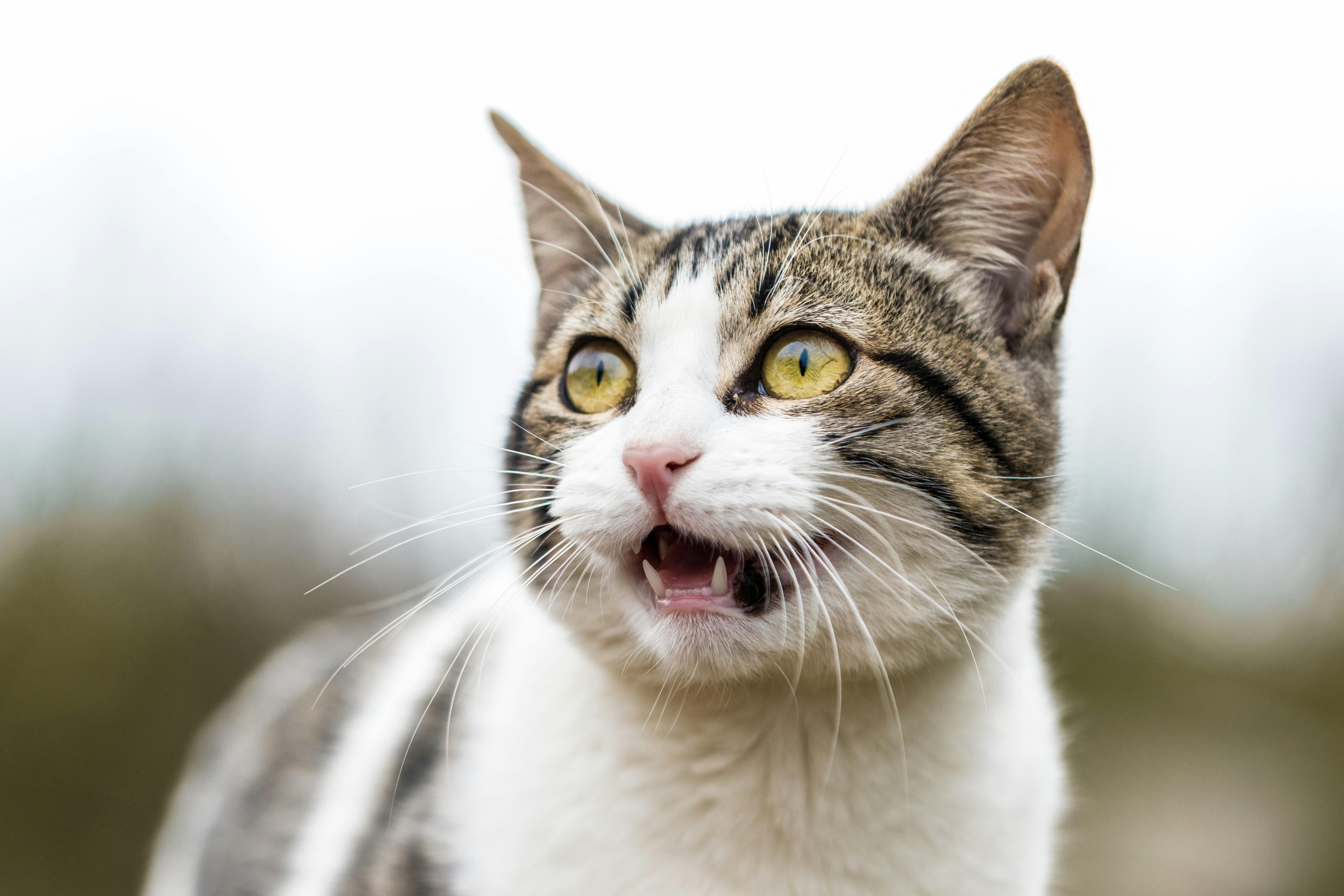 Do Cats Get Bored? 6 Signs & How to Fix It