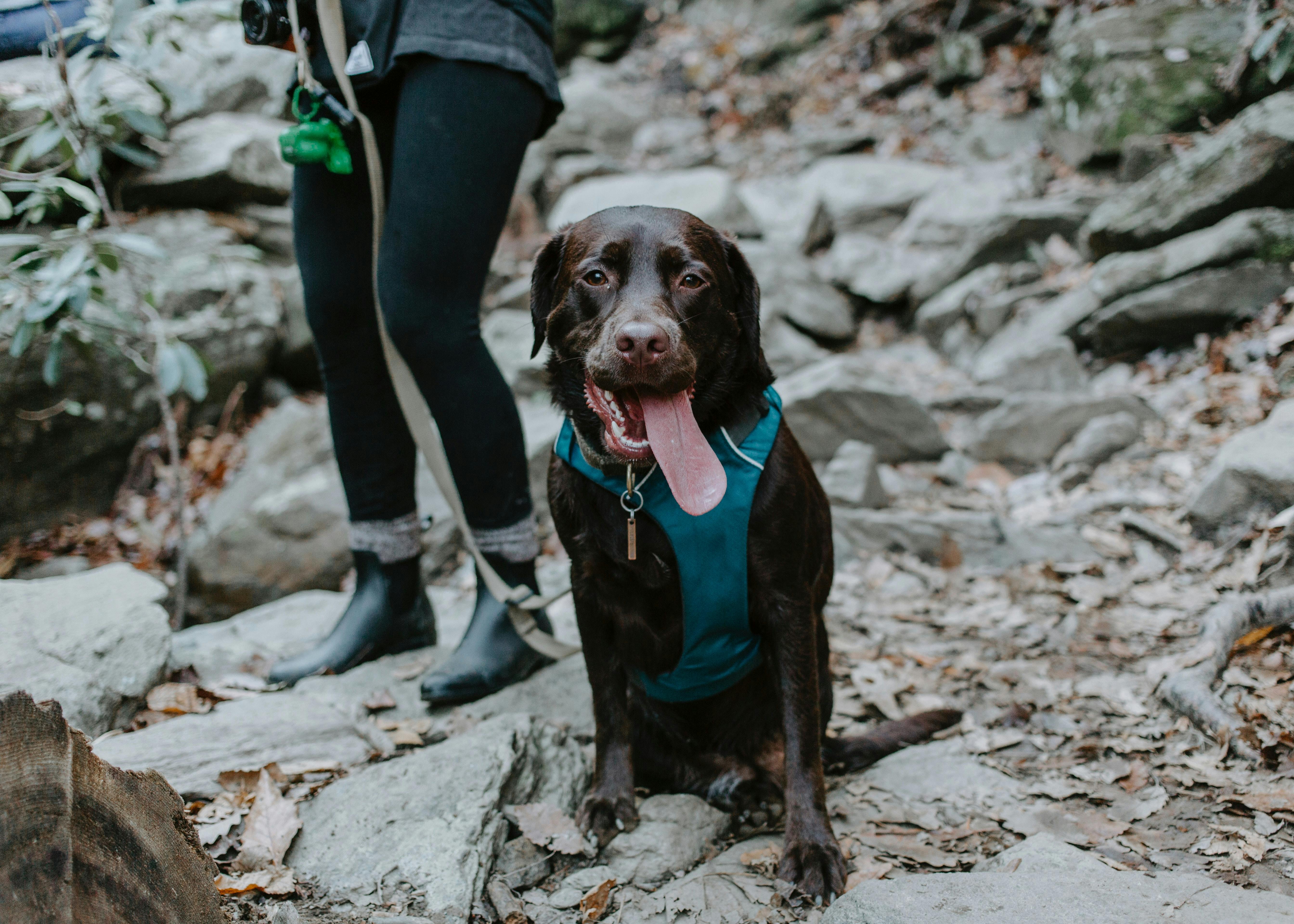 daily-wag-what-you-need-to-know-about-cold-weather-hiking-with-your-dog-hero-image
