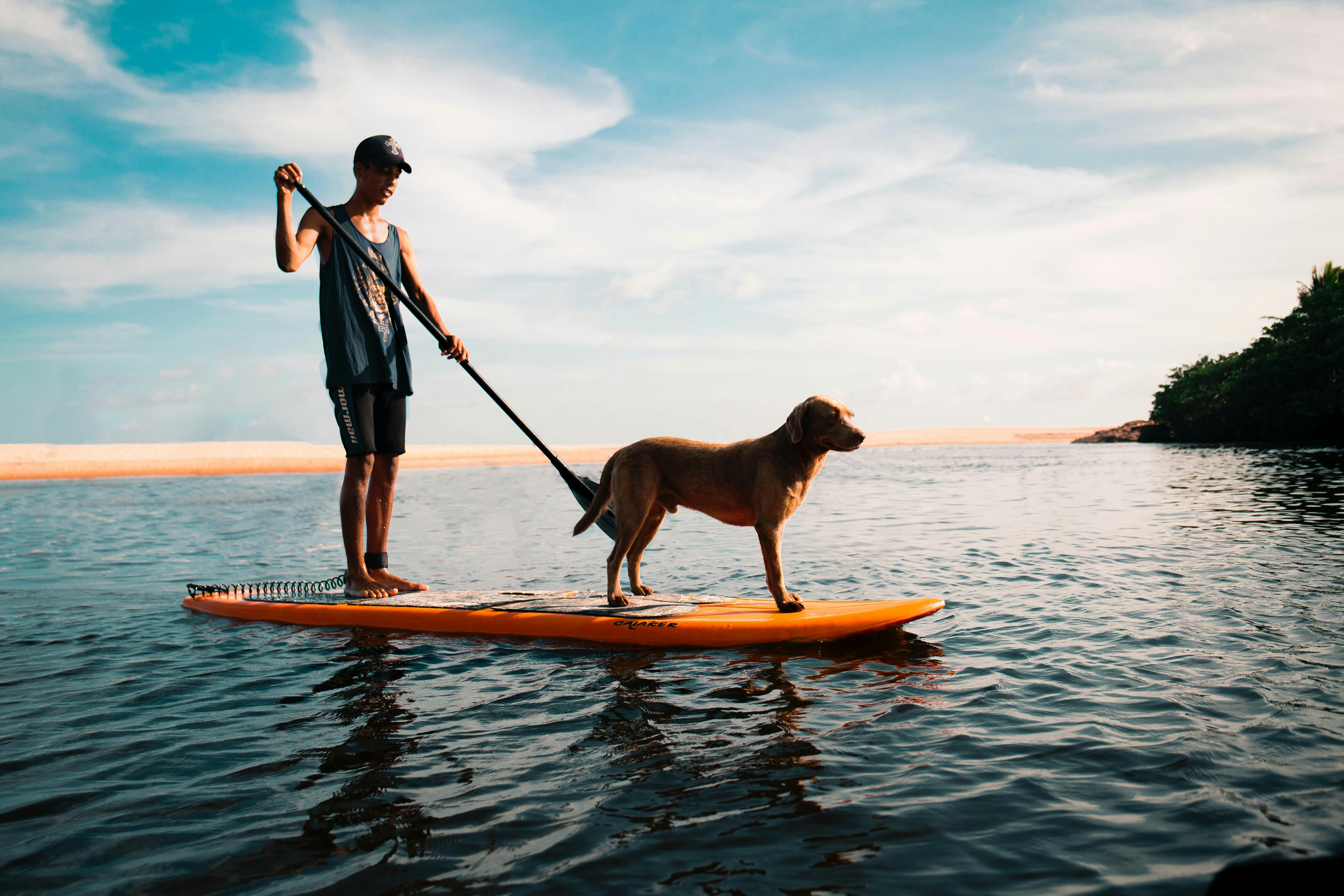daily-wag-7-preparation-tips-for-boating-with-your-dog-hero-image
