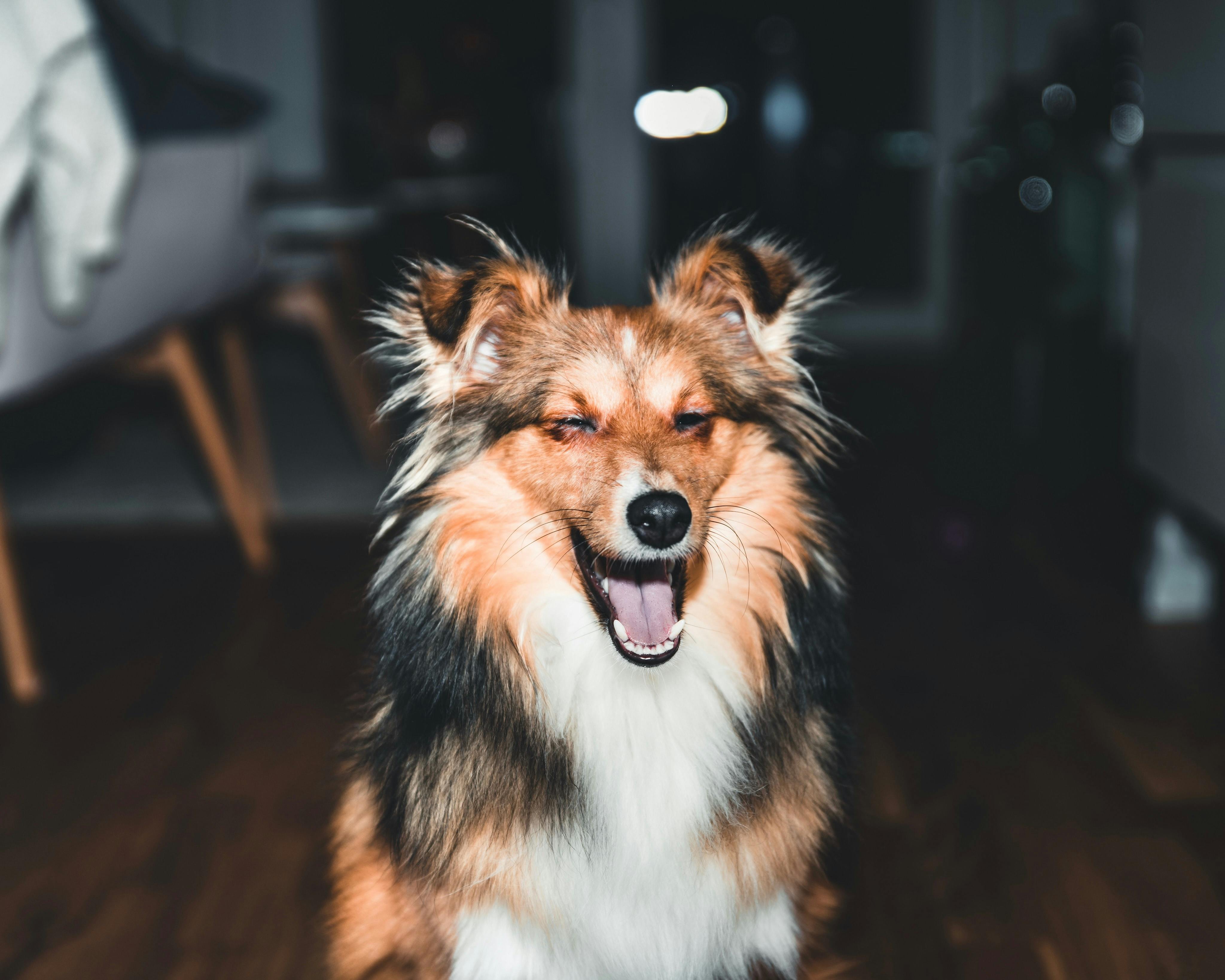 daily-wag-10-fun-facts-about-shelties-hero-image