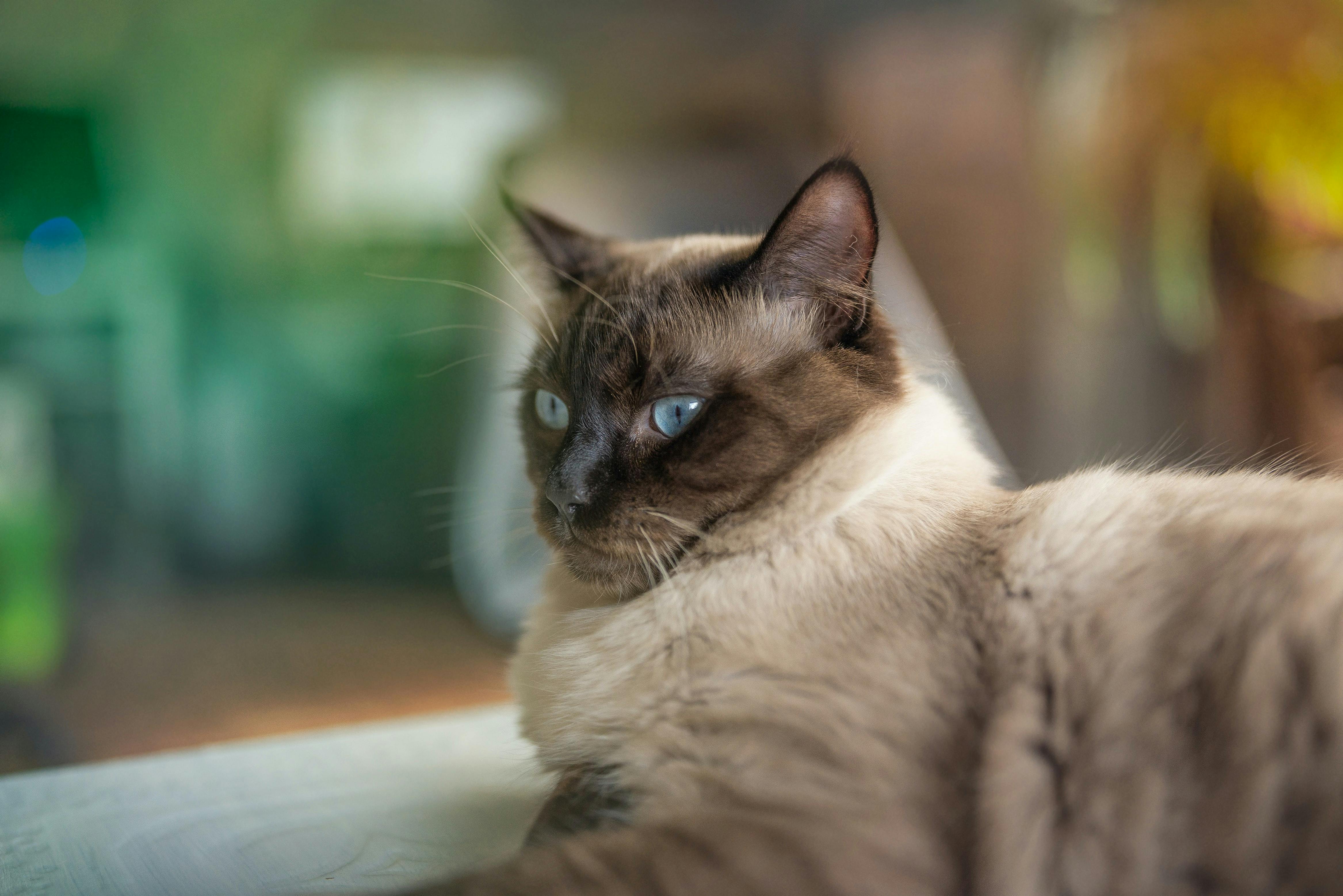 daily-wag-everything-you-need-to-know-about-siamese-cats-hero-image