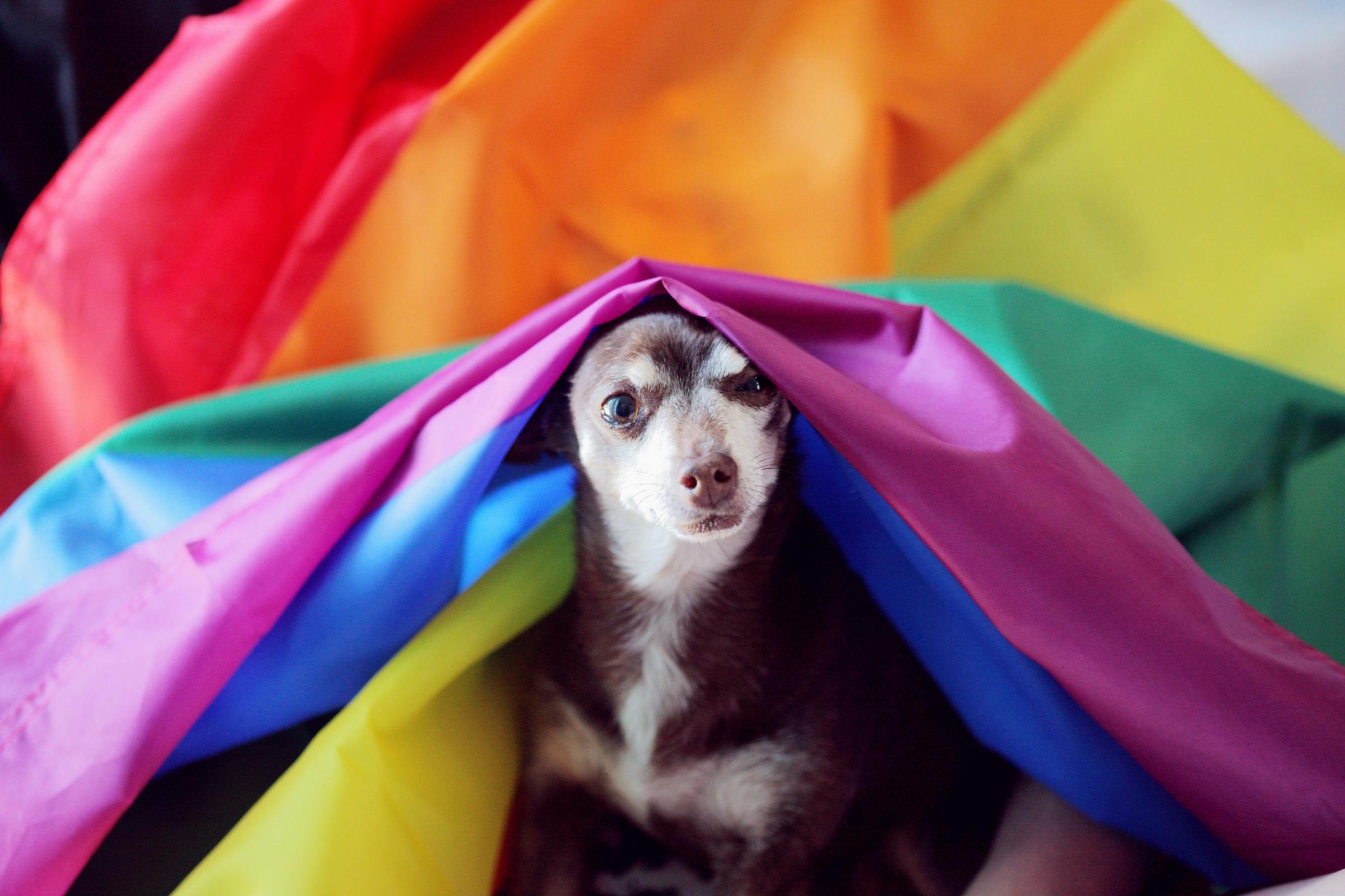 daily-wag-7-ways-to-include-your-dog-in-pride-month-2021-celebrations-hero-image