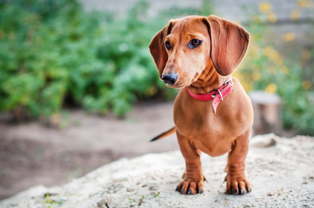 Different types hotsell of sausage dogs