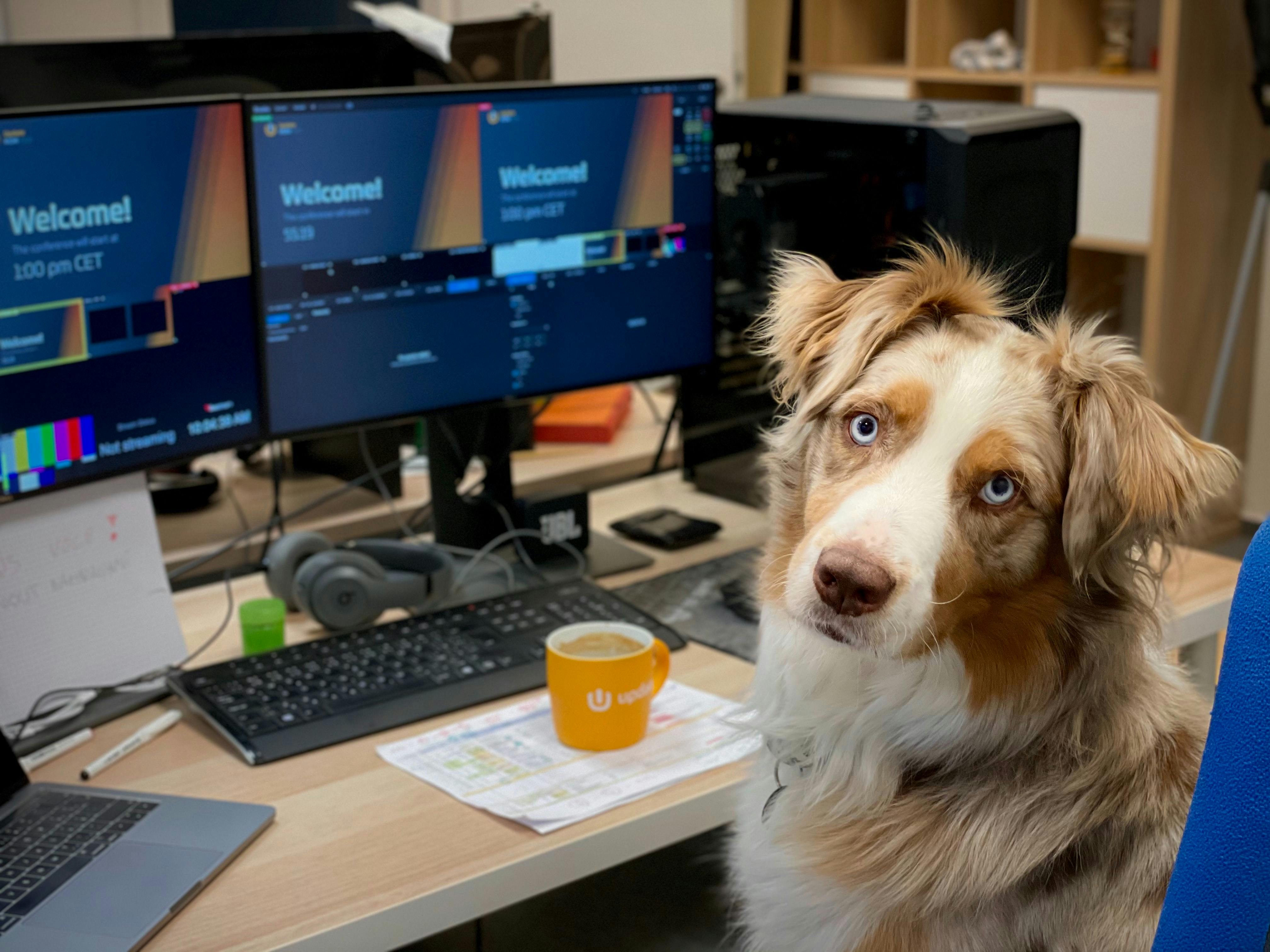 daily-wag-should-you-bring-your-dog-to-work-pros-and-cons-hero-image