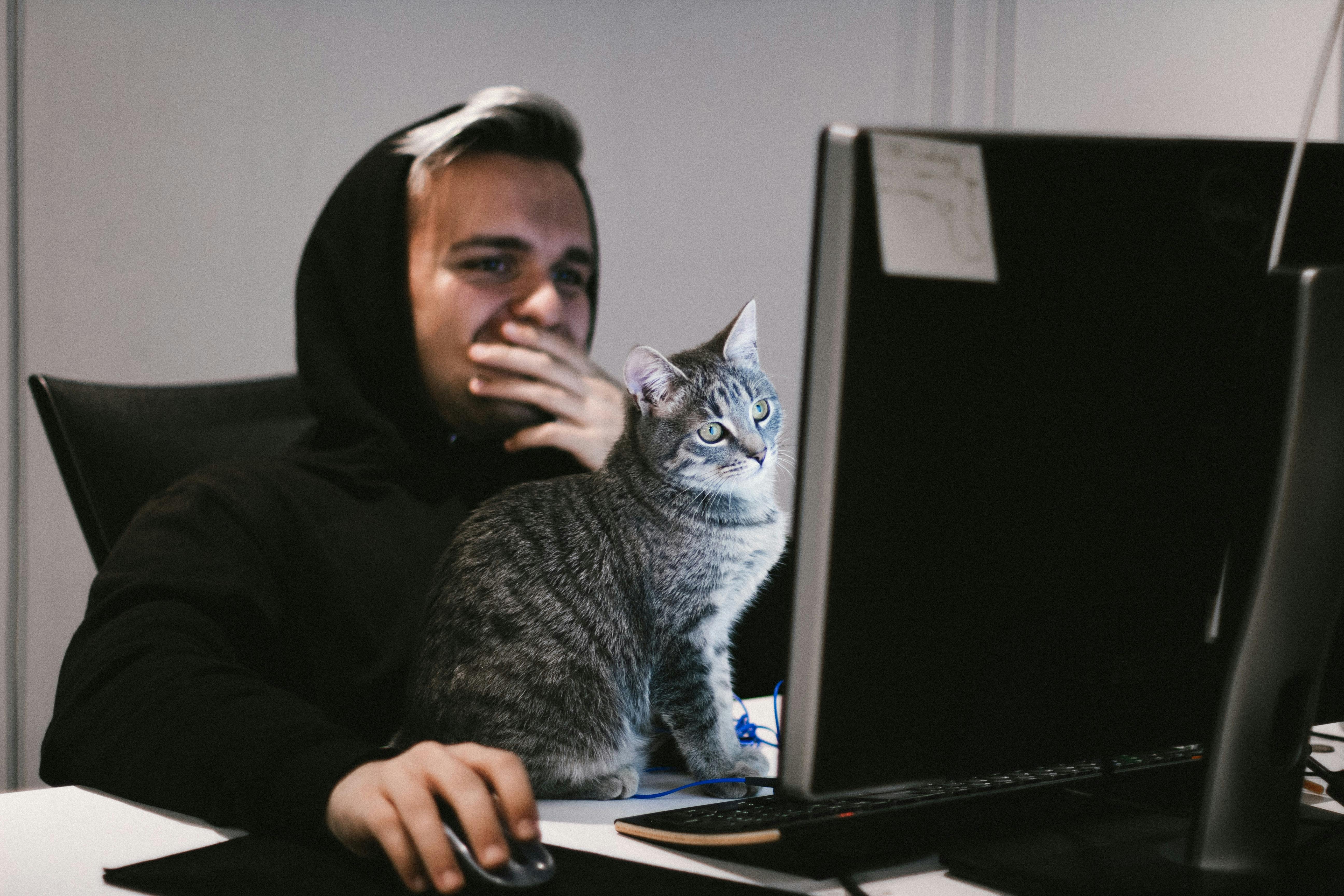 daily-wag-should-you-bring-your-cat-to-work-pros-and-cons-hero-image
