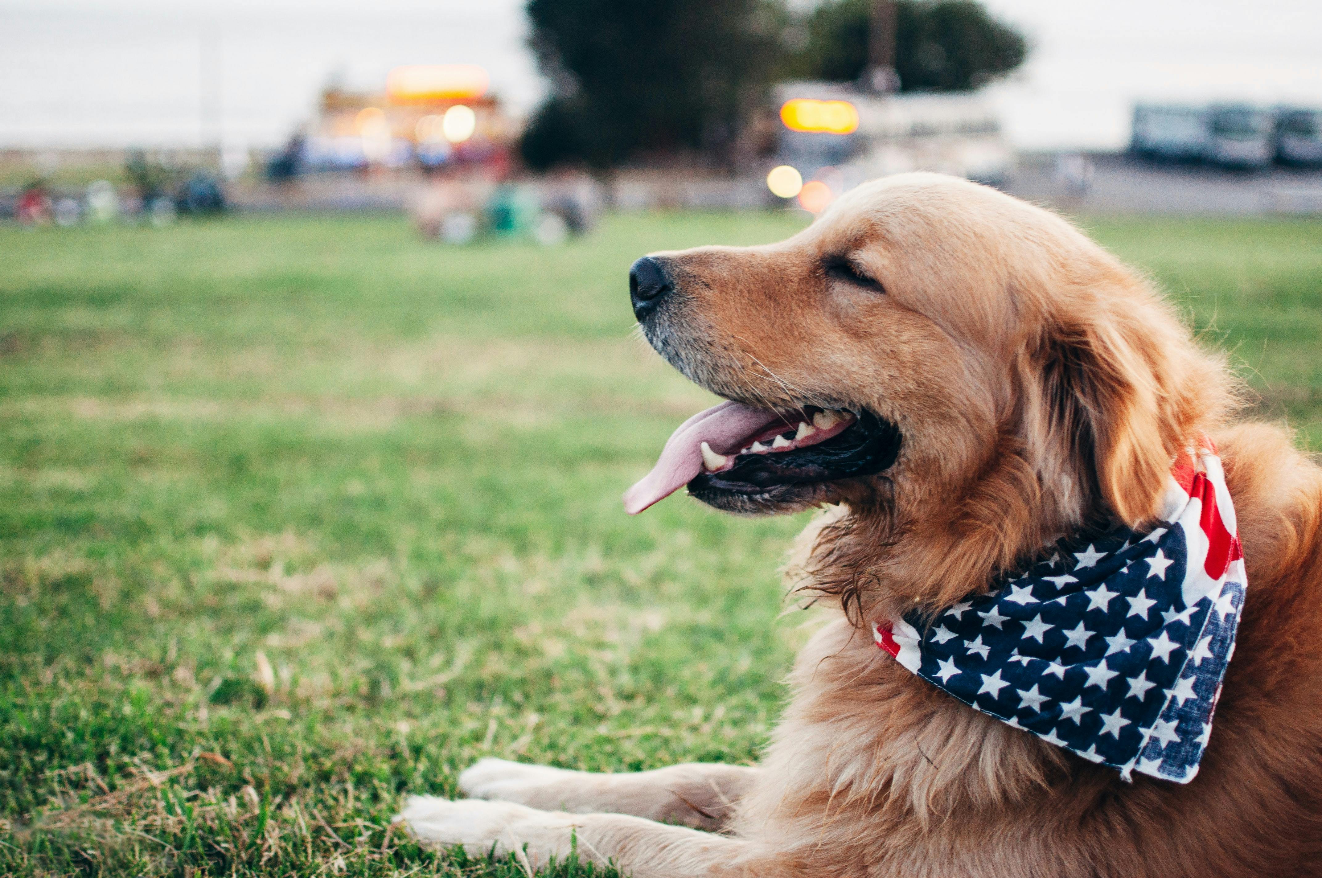 daily-wag-tips-on-how-to-keep-your-pets-safe-this-july-4th-2021-hero-image