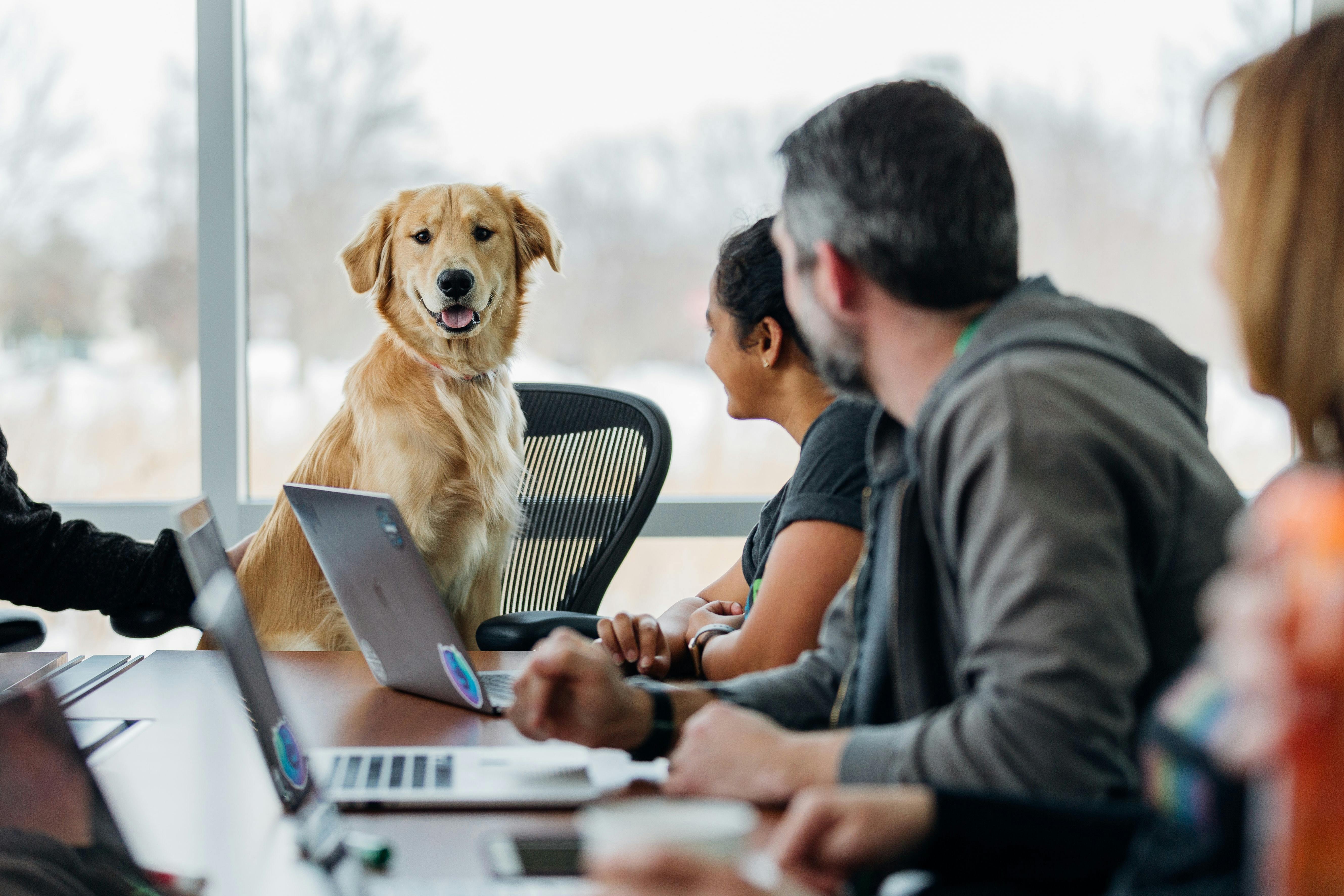 daily-wag-preparing-to-take-your-dog-to-work-with-you-hero-image