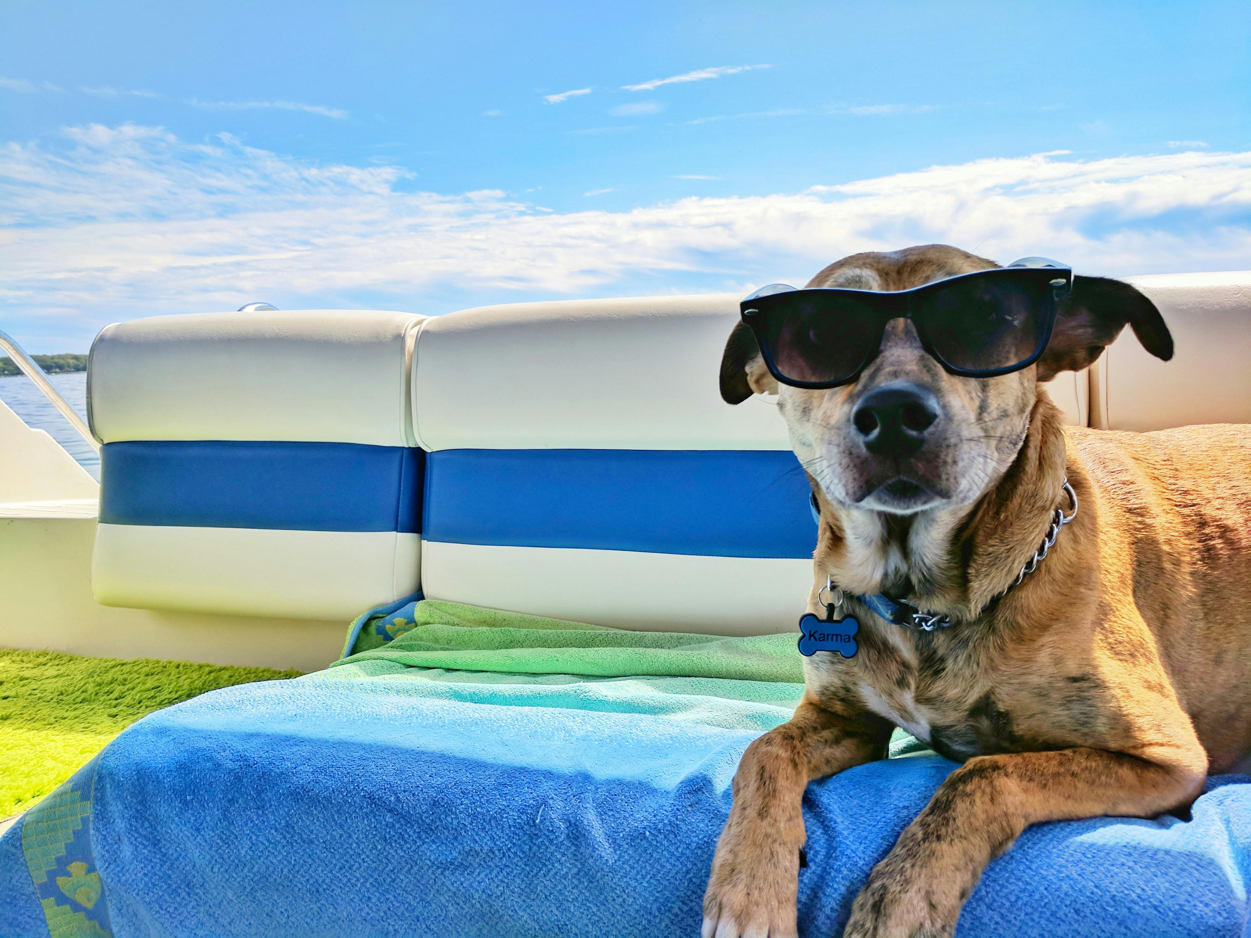 daily-wag-4-best-pet-travel-essentials-to-get-this-summer-hero-image