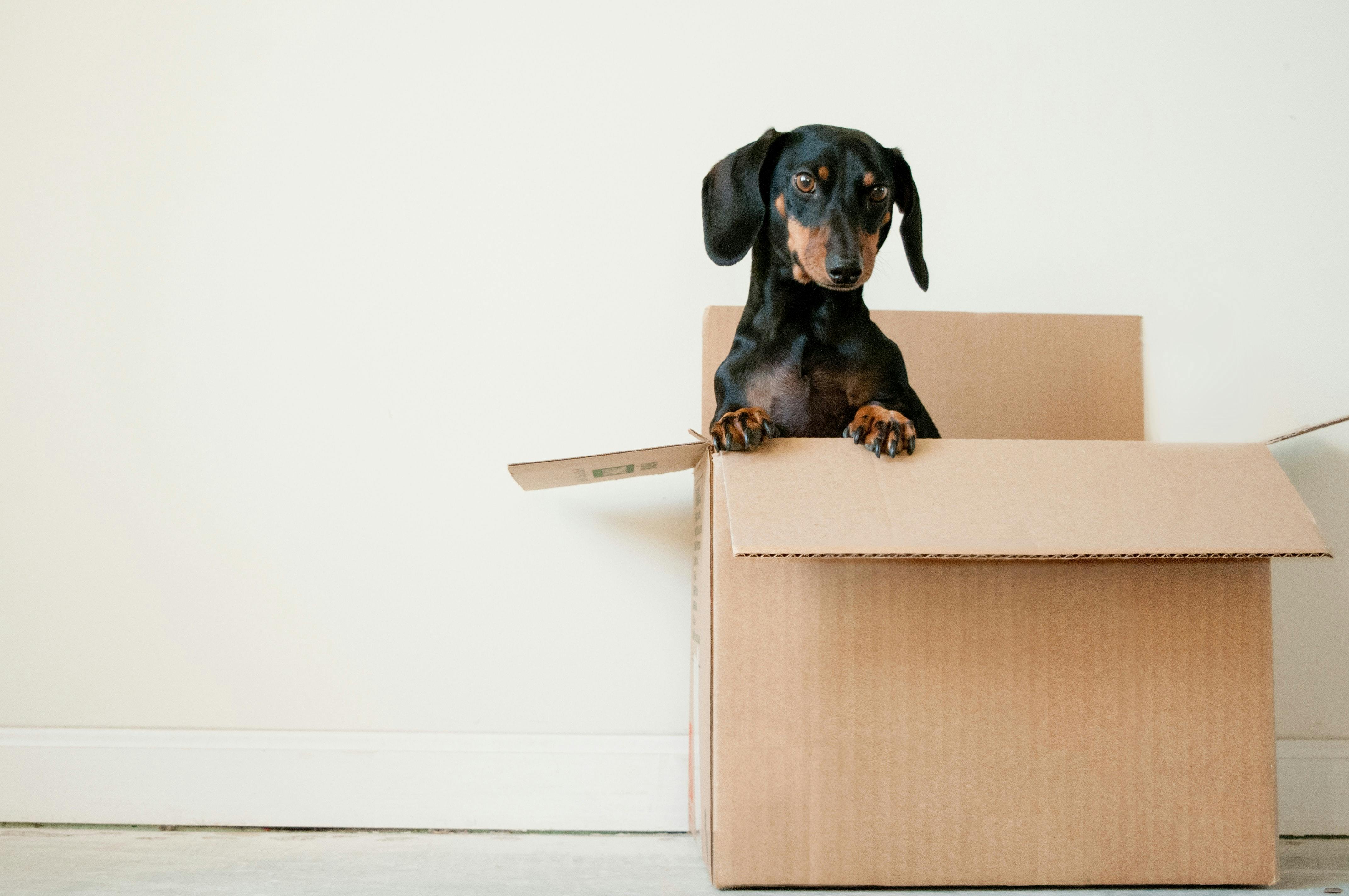 daily-wag-9-practical-tips-for-moving-with-pets-hero-image