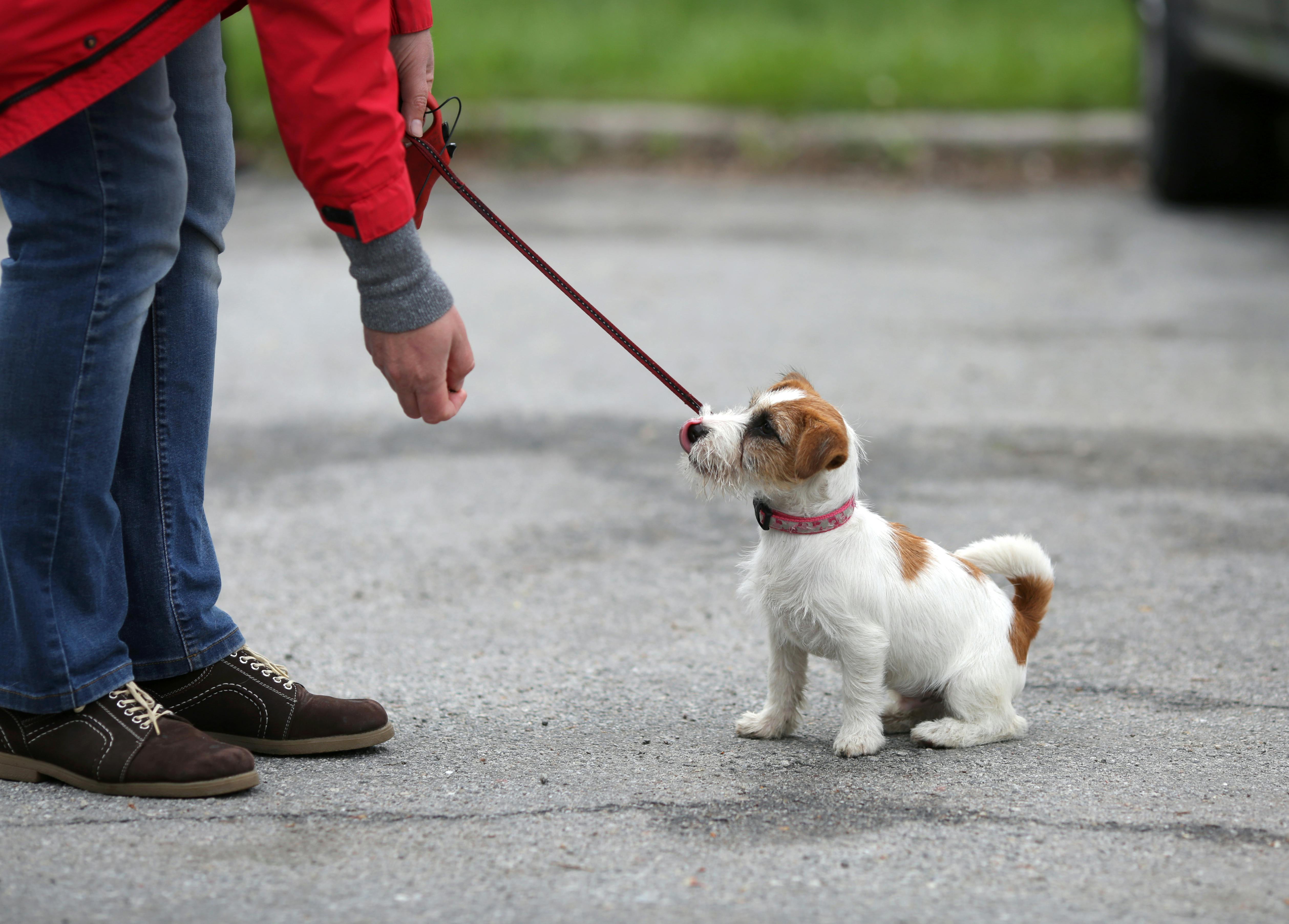 daily-wag-how-to-overcome-fear-of-dogs-as-a-dog-walker-hero-image