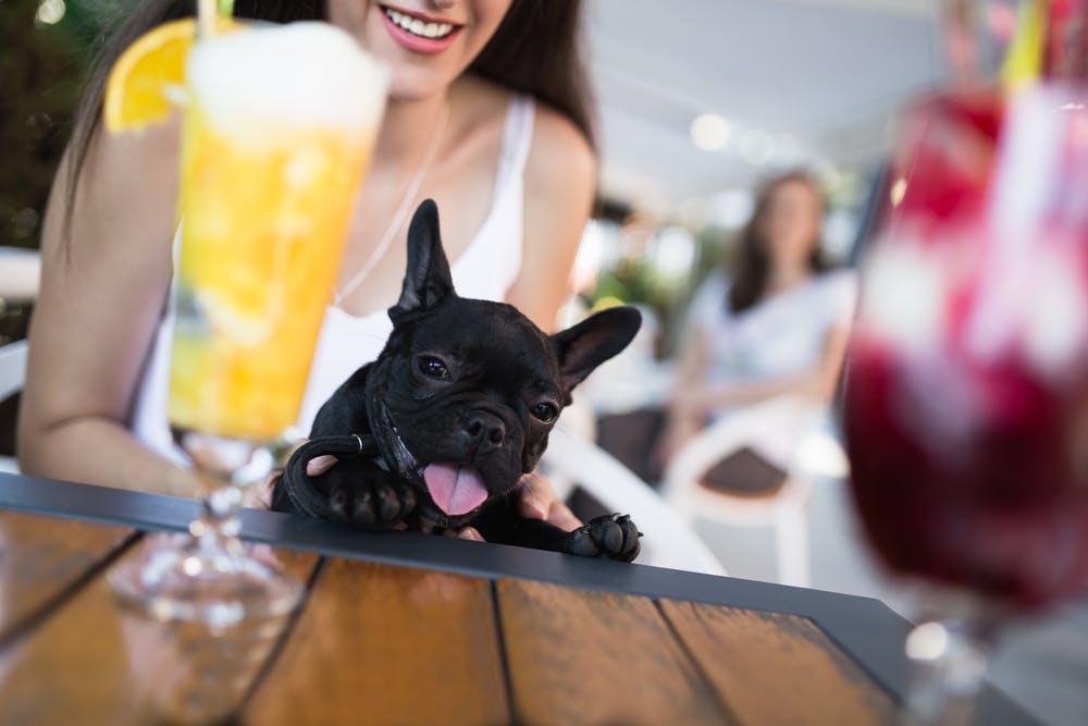 daily-wag-5-dog-friendly-bars-in-baltimore-your-pup-should-visit-hero-image