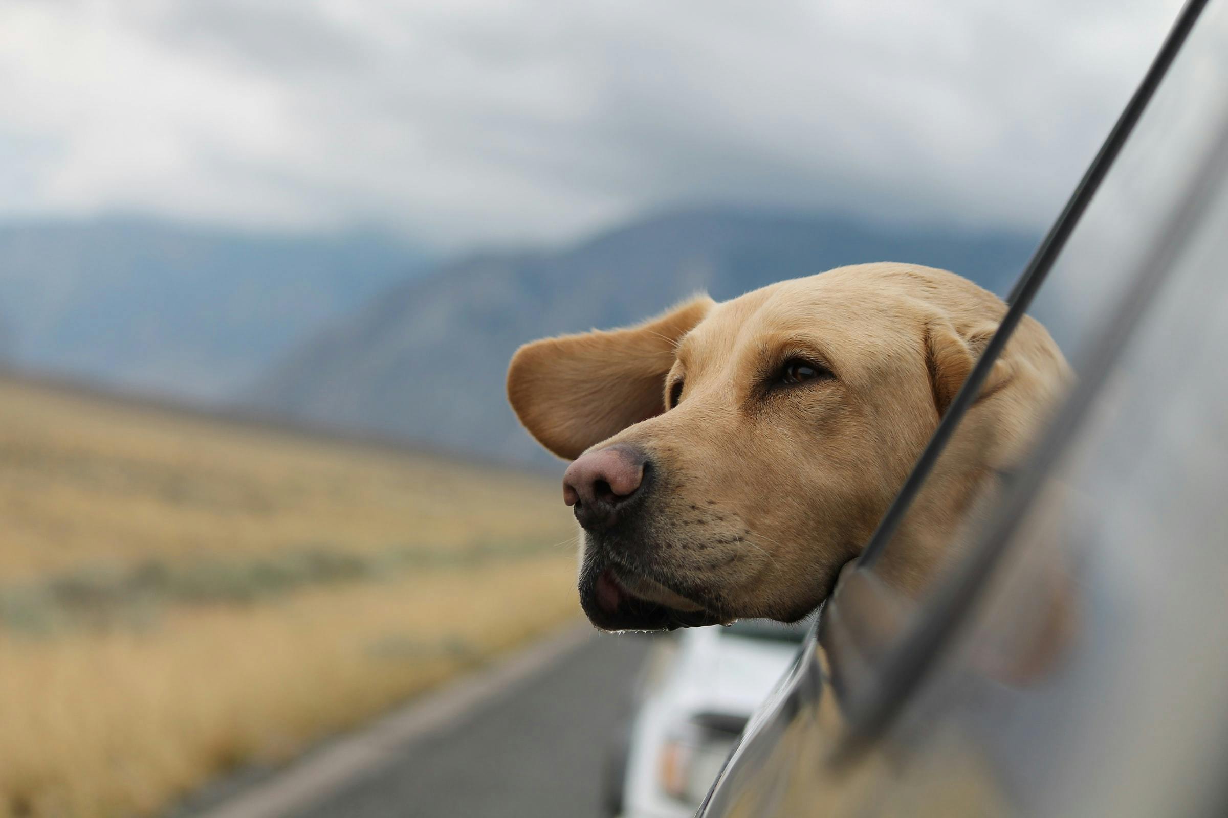 daily-wag-6-helpful-habits-that-will-make-traveling-with-your-dog-easy-hero-image