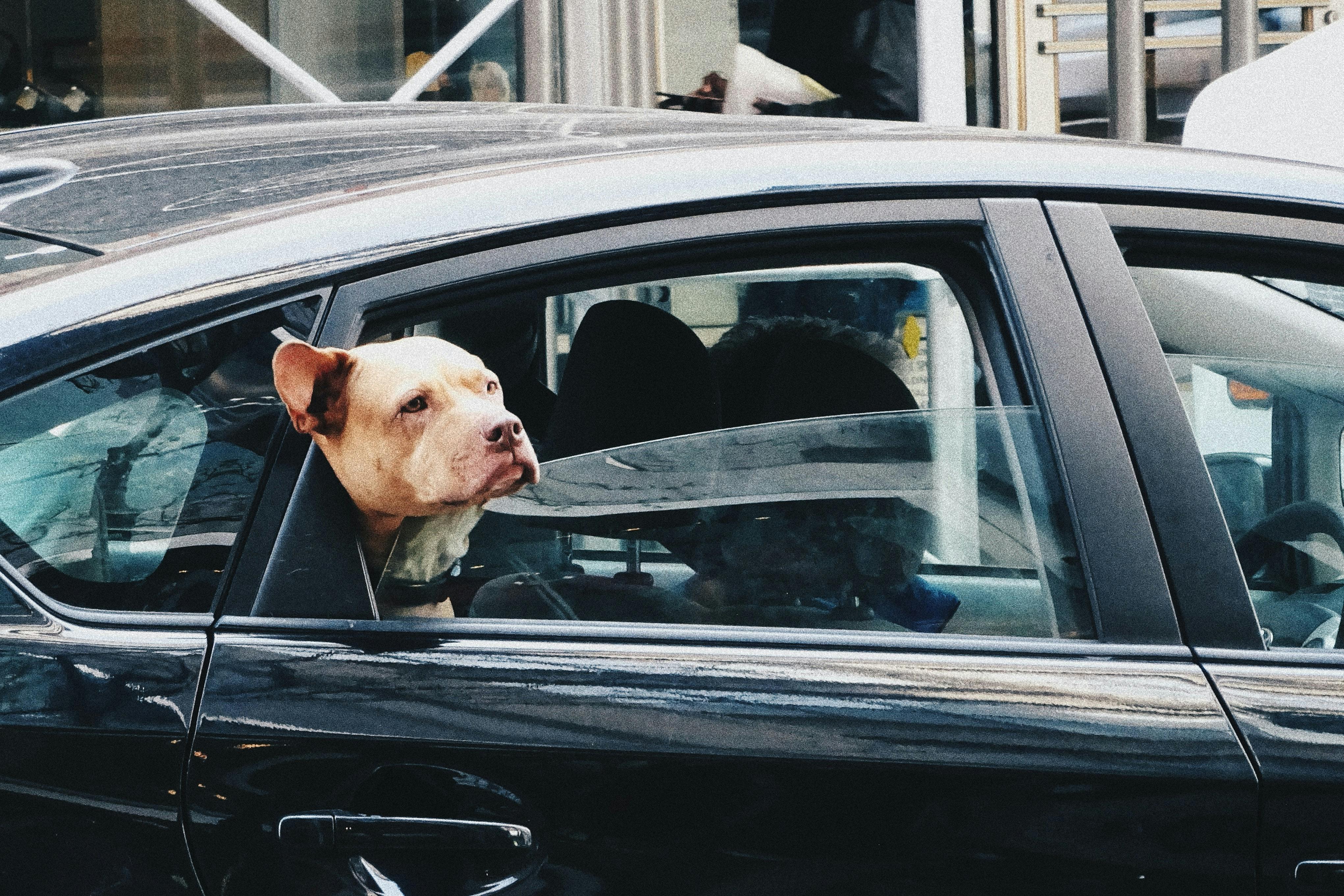 daily-wag-how-to-keep-your-dog-happy-during-long-traffic-jams-hero-image