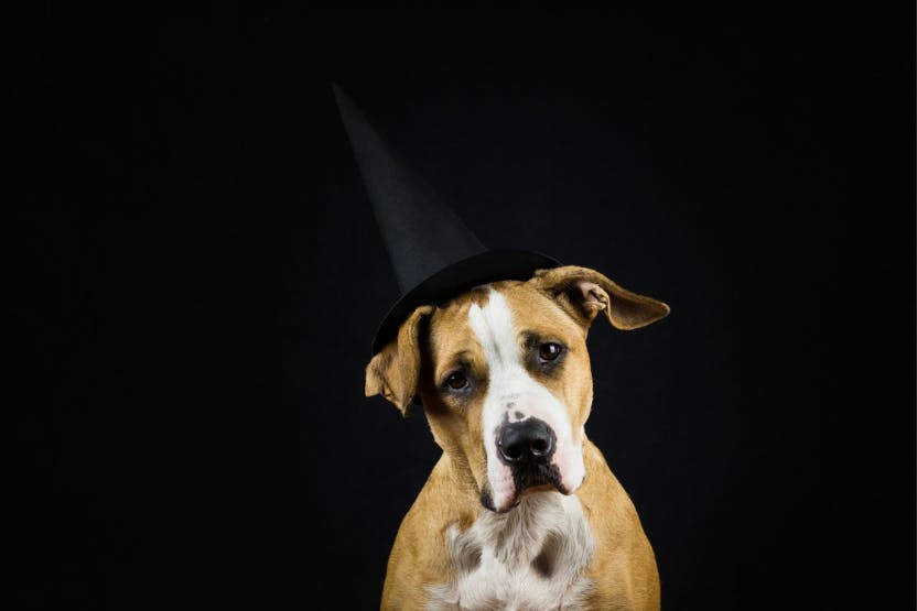 daily-wag-halloween-2021-pet-safety-tips-for-costumes-1-hero-image