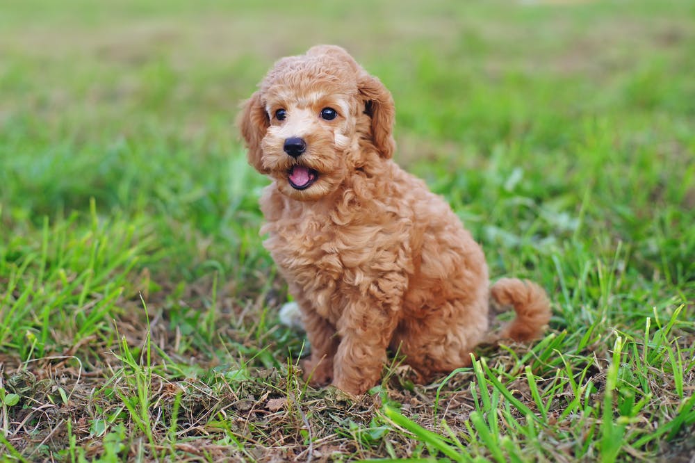 daily-wag-8-unusual-facts-poodles-hero-image