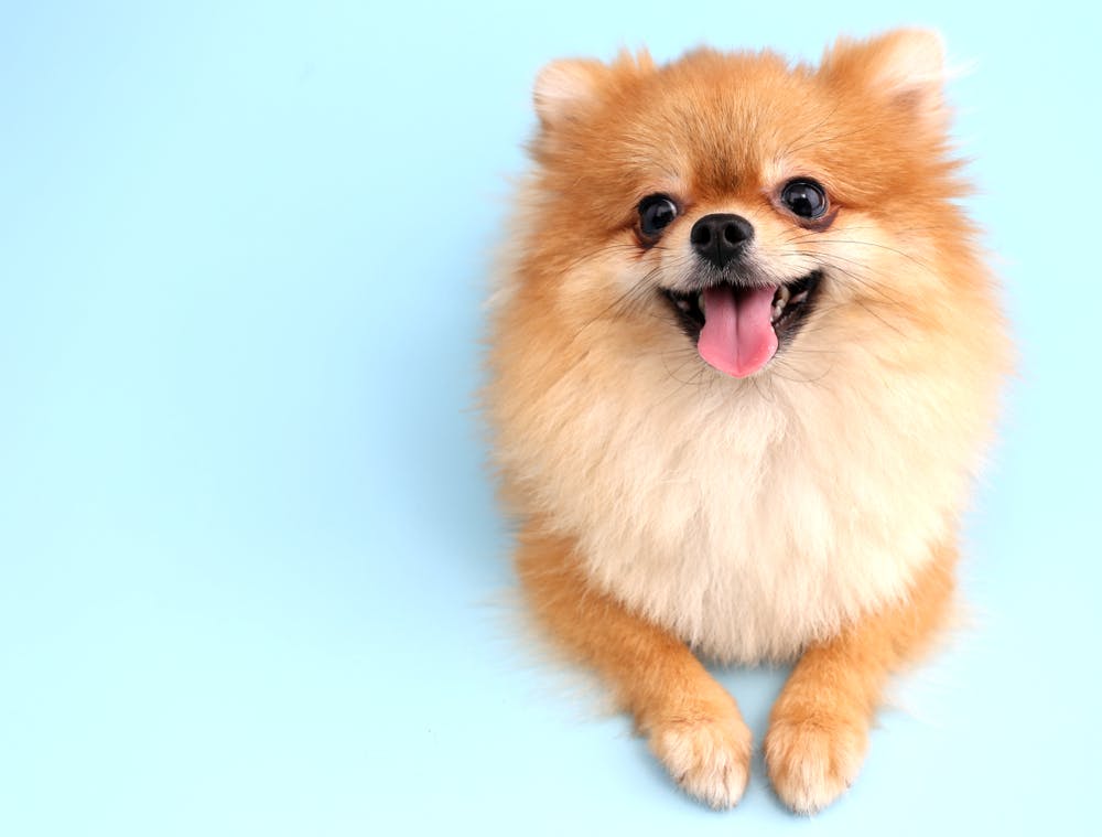 daily-wag-13-cool-facts-about-pomeranians-hero-image
