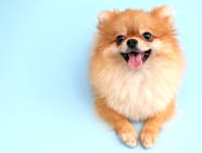 Do Black Pomeranian Puppies Change Color