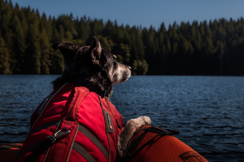 daily-wag-5-easy-training-tricks-for-kayaking-with-your-dog-hero-image