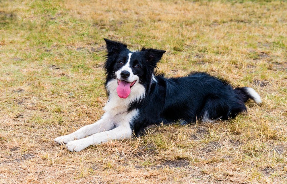 Border Collie Dog Tag Featuring Border Collie With 