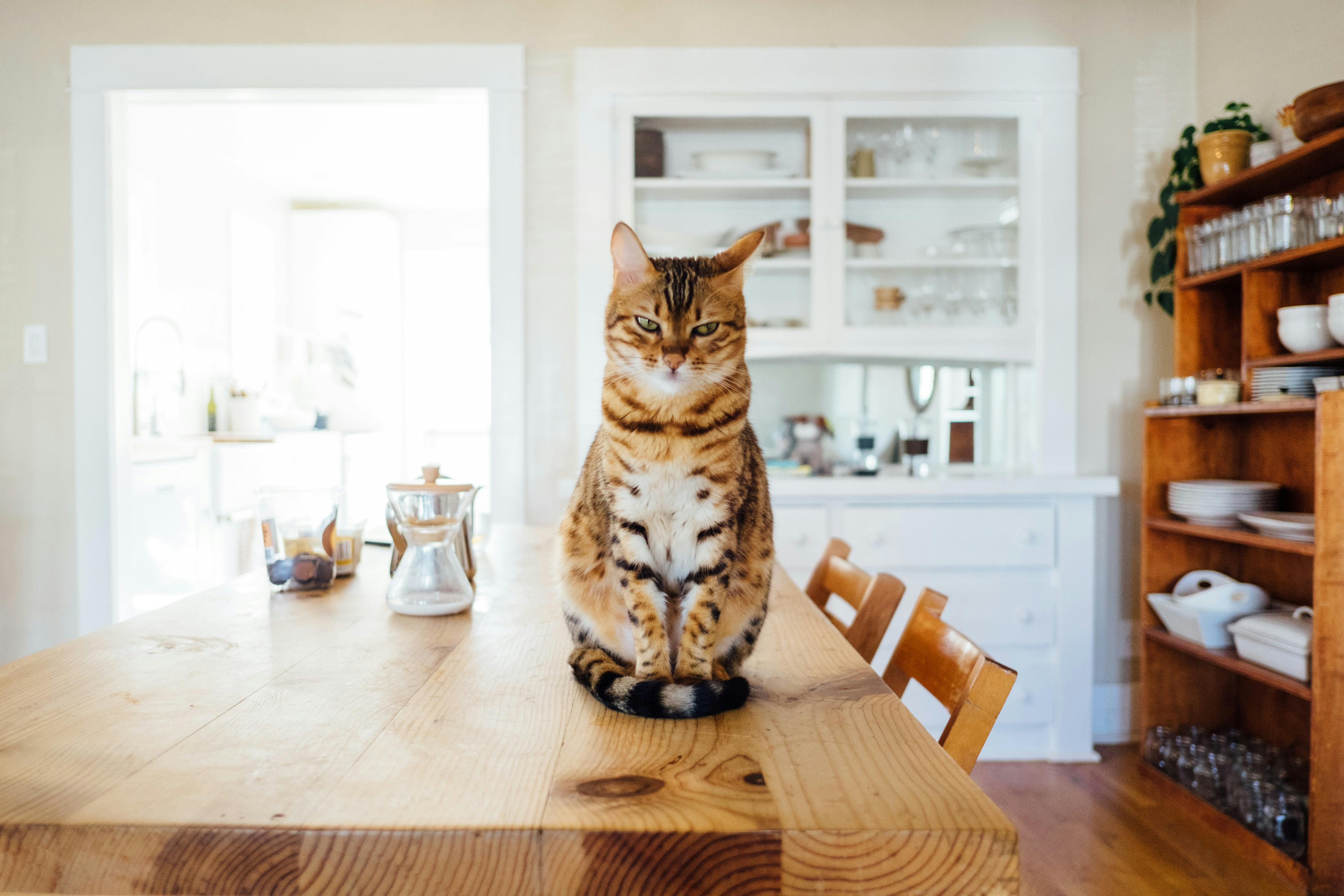 daily-wag-3-reasons-why-cats-like-to-knock-things-off-your-kitchen-table-hero-image