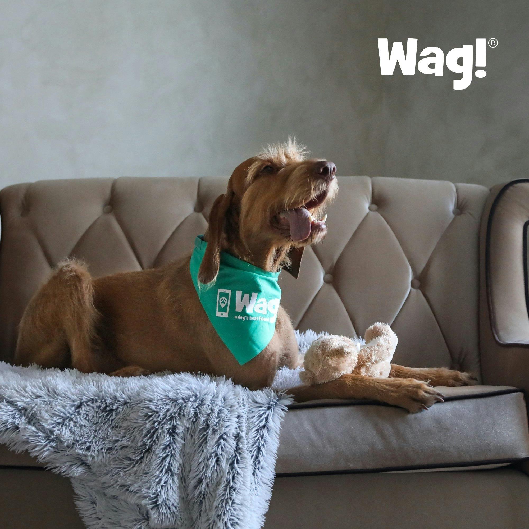 What's the Difference between Doggy Daycare and Wag! Drop-ins?