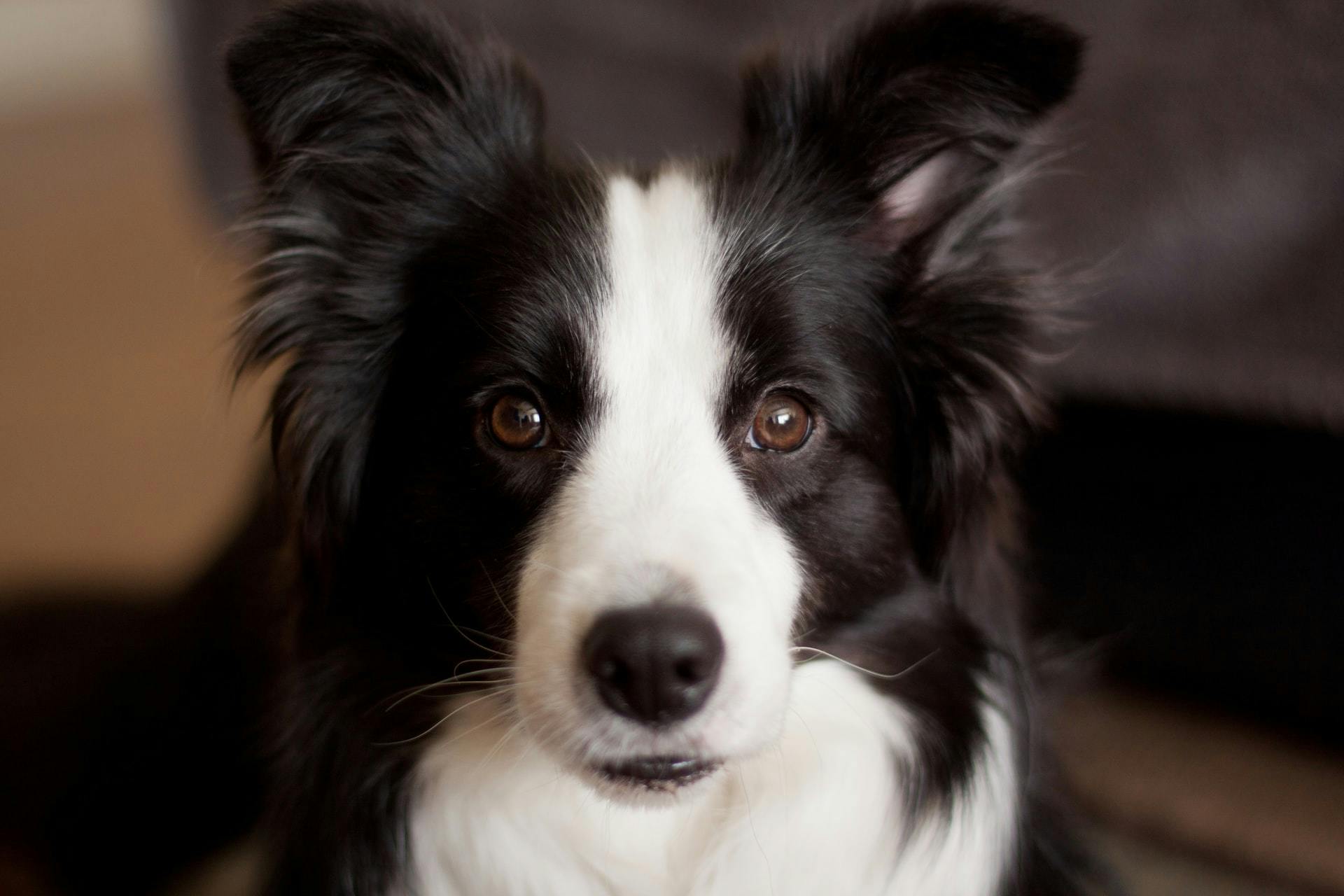 daily-wag-rough-bearded-or-border-which-collie-is-right-for-you-hero-image