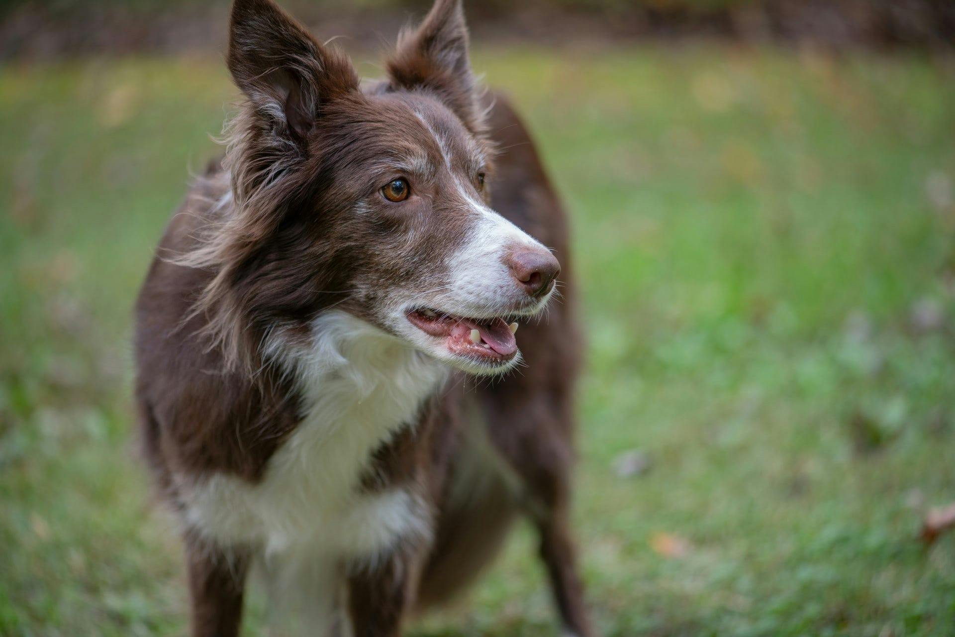 Border Collies