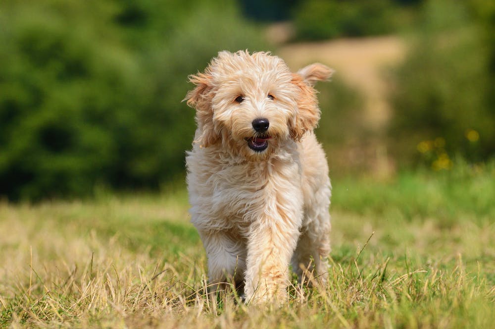 daily-wag-9-amazing-facts-goldendoodles-hero-image