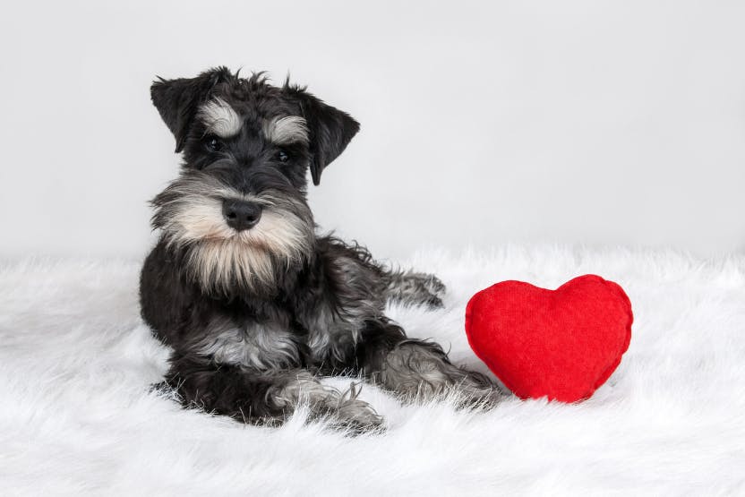 daily-wag-5-lovely-dog-friendly-excursions-for-valentines-day-hero-image