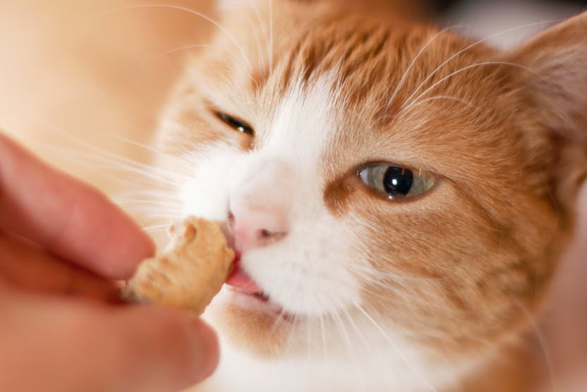 daily-wag-10-of-our-favorite-cat-treat-recipes-for-2022-hero-image