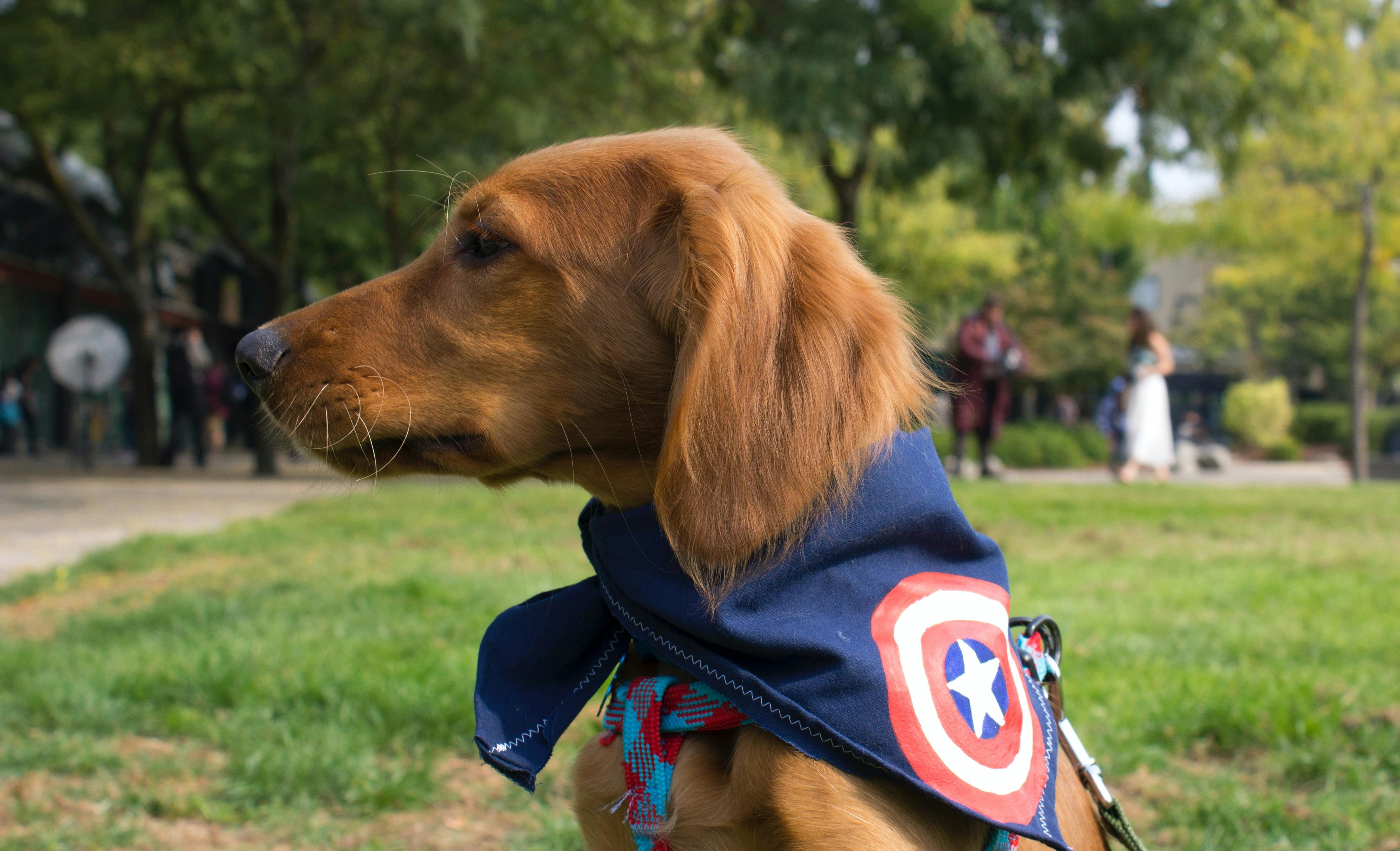 daily-wag-the-history-of-doggy-dress-up-hero-image