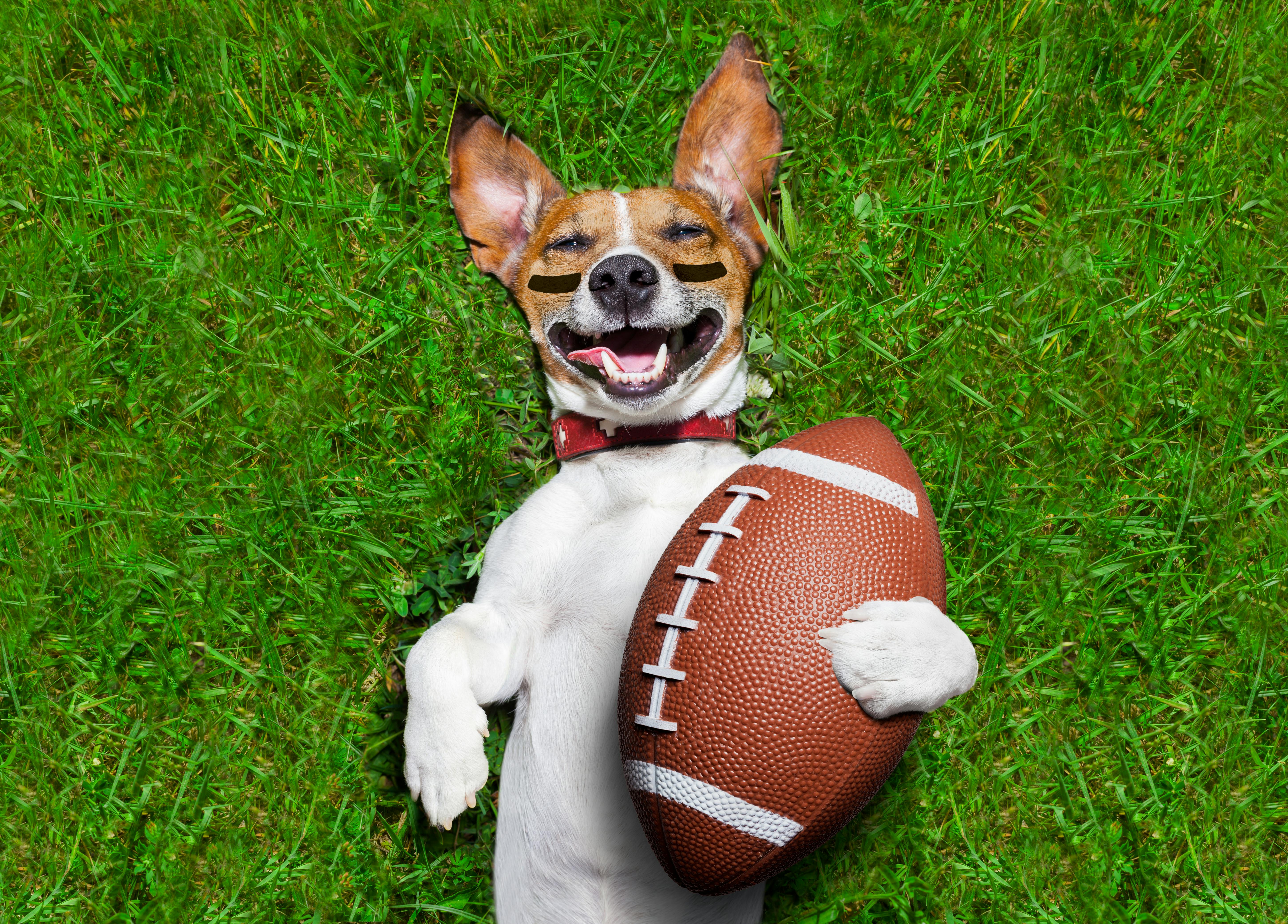 daily-wag-if-dog-breeds-played-football-what-position-would-they-play-hero-image