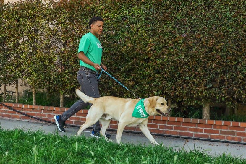 daily-wag-can-dog-walking-be-a-full-time-job-pros-cons-hero-image