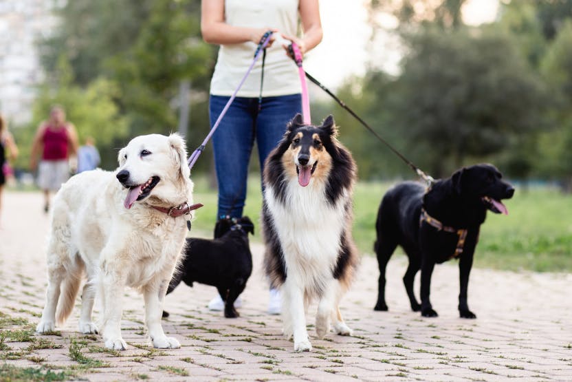 daily-wag-how-to-walk-bigger-dogs-on-dog-walks-hero-image