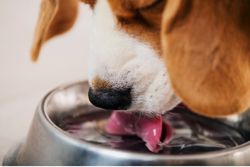 A dog drinking water sale