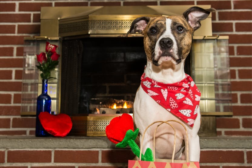 daily-wag-8-gifts-your-dog-will-absolutely-love-this-valentines-day-hero-image