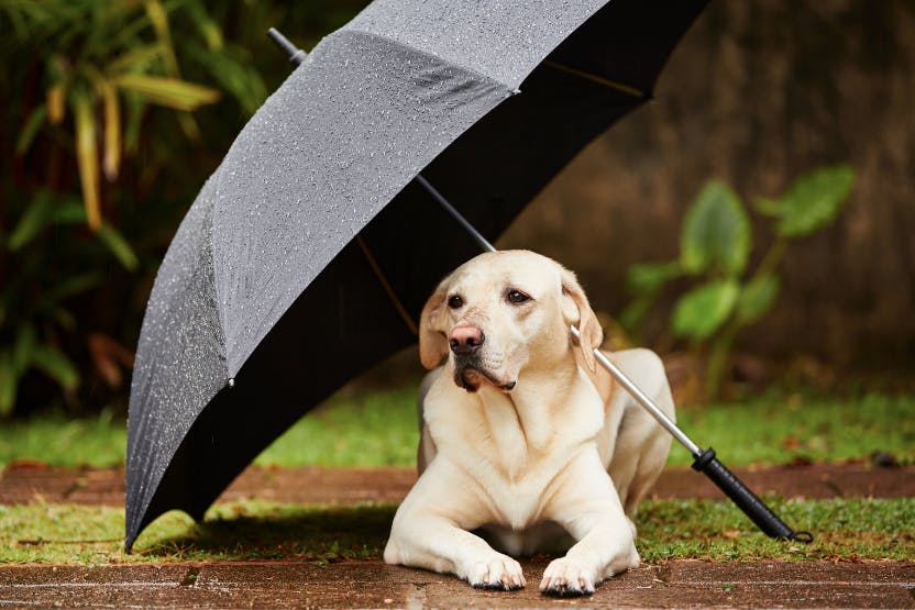 can dogs stay outside in the rain