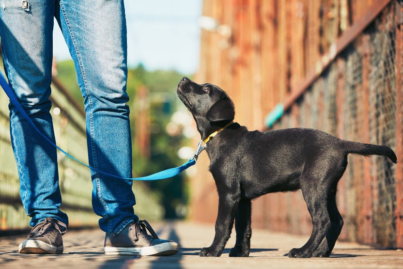 why does my puppy refuses to walk on a leash