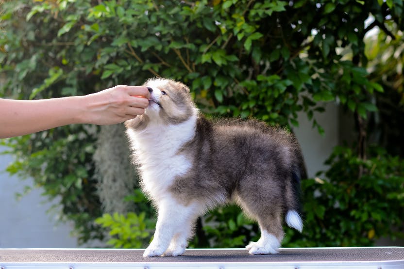daily-wag-top-training-treats-for-puppies-hero-image